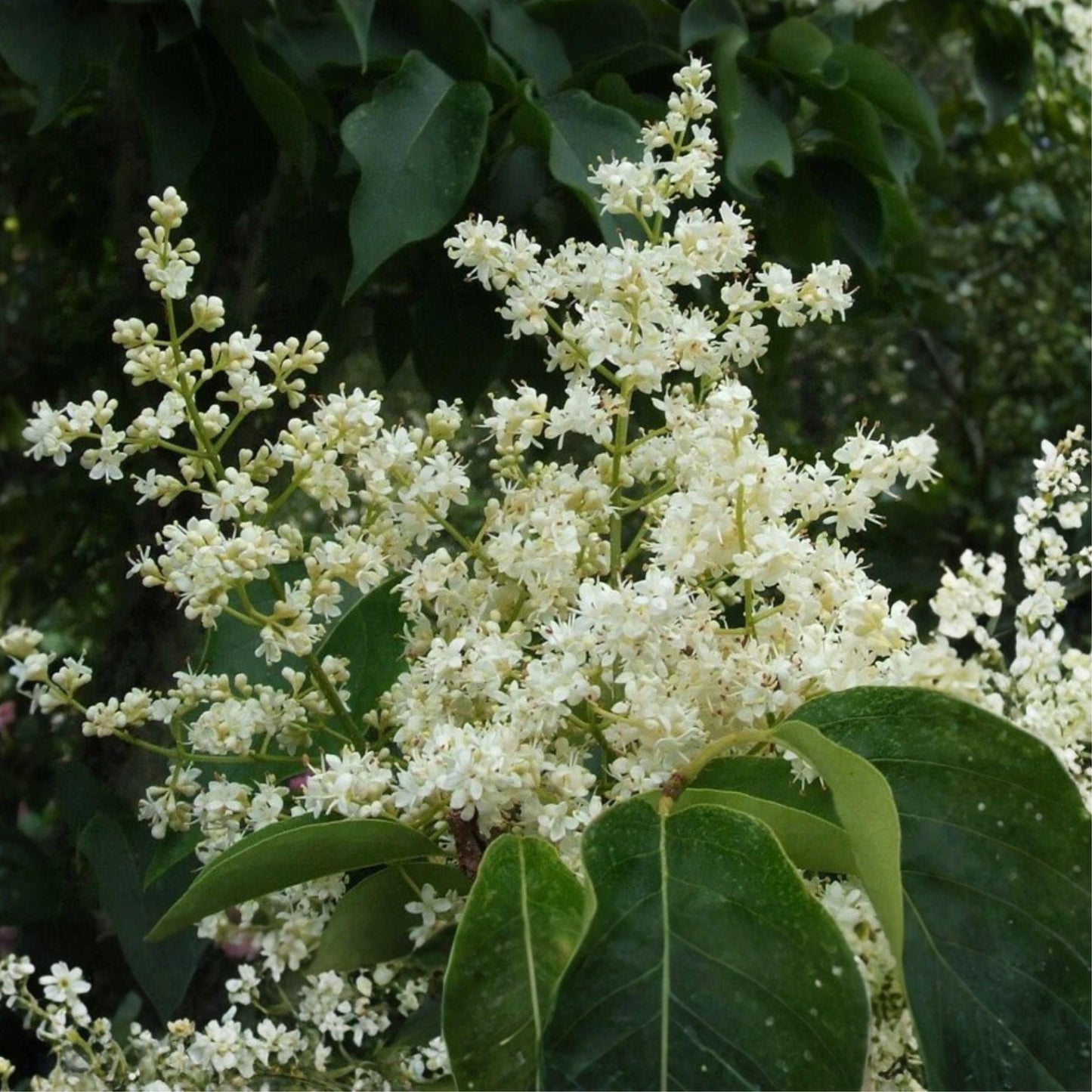 Japanese Tree Lilac Seeds, Ornamental Fragrant White Flowers, Syringa amurensis japonica, Landscape Shrub, Deciduous Tree Seeds
