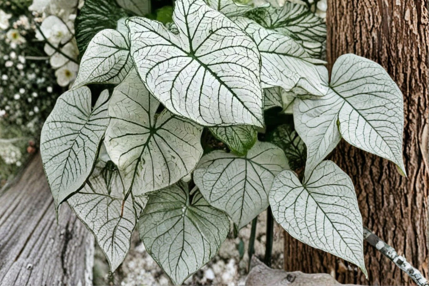 Snow White Caladium Bulbs – Decorative White and Green Foliage, Shade Garden, Container Plant, Caladium
