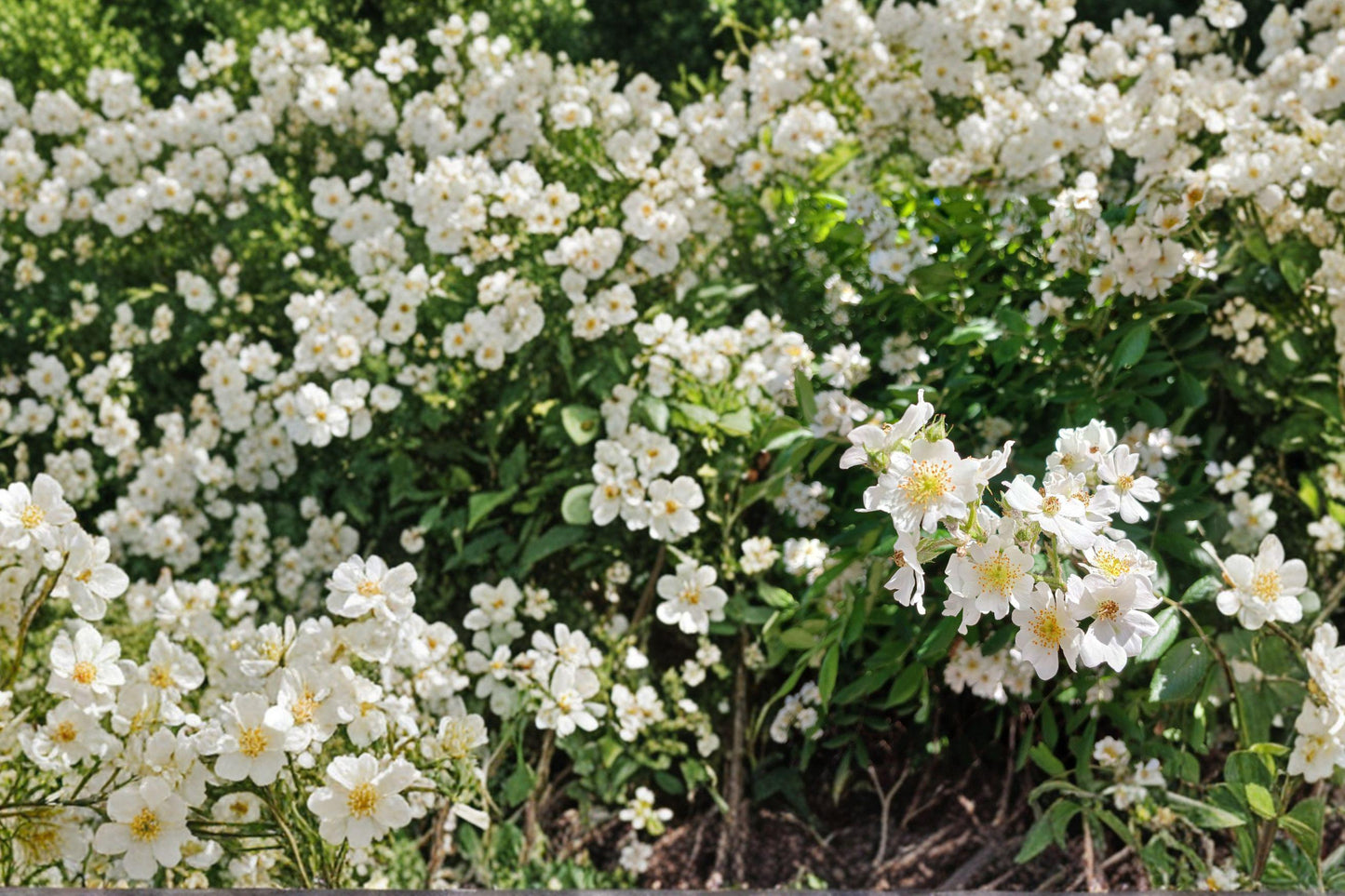 White Climbing Rose Plant Bare Root – Rosa spp. Perennial Flowering Shrub for Garden, White Blooms