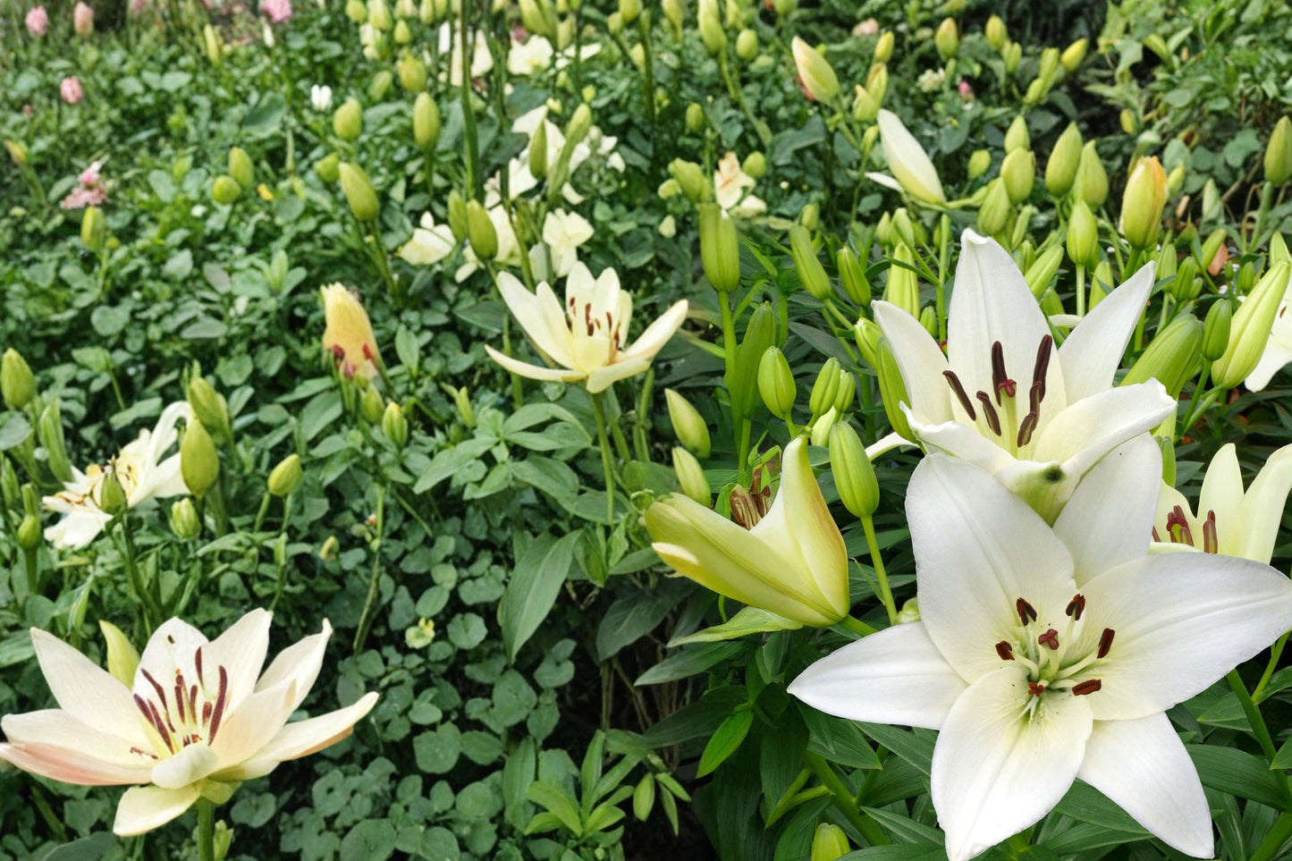 Navona White Asiatic Lily Bulbs – Lilium asiatica, 5 Bulbs, White Flowers, Hardy Perennial for Garden Beds & Borders