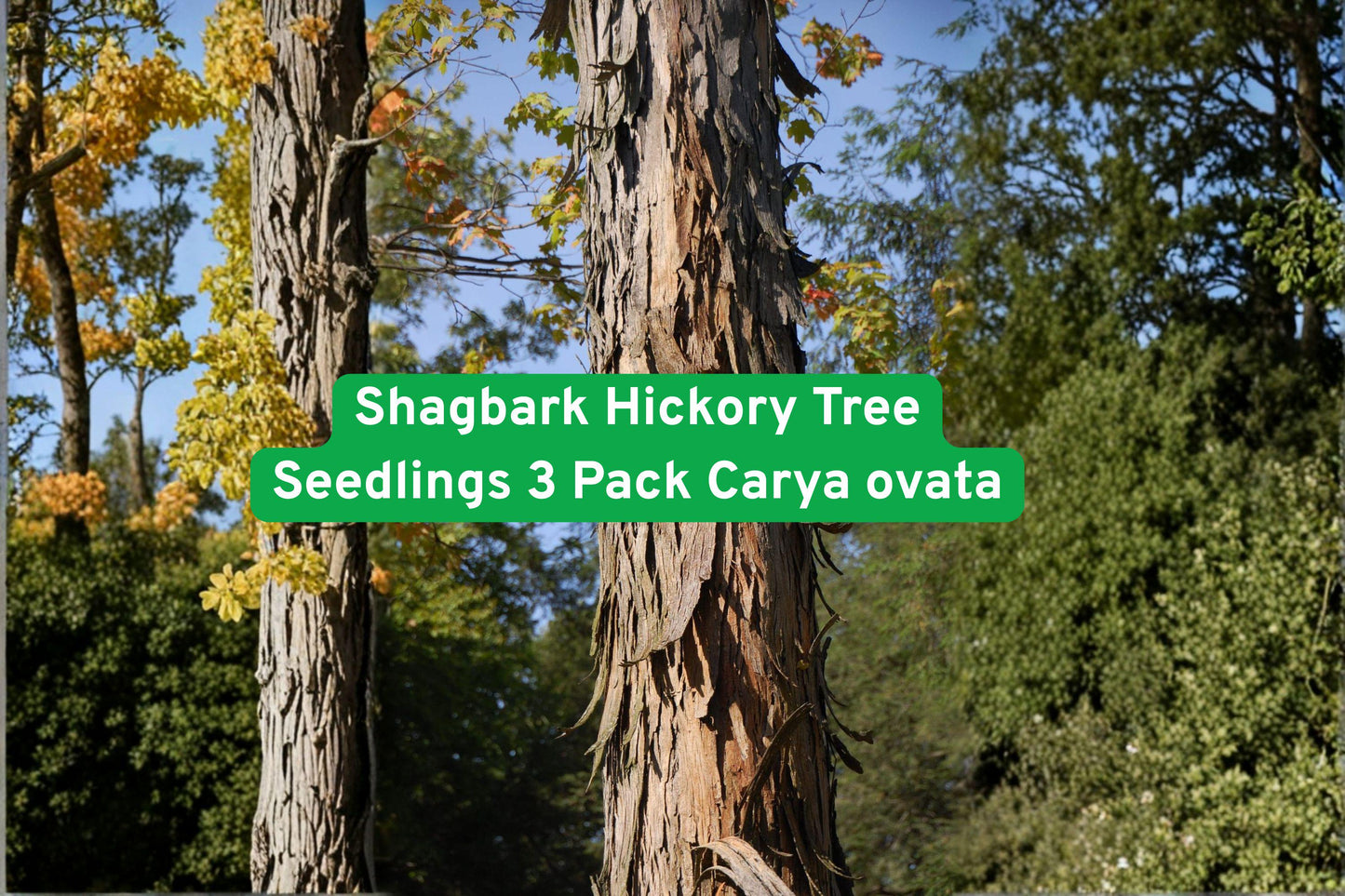 shagbark hickory seedling, Carya ovata tree, native hardwood tree, edible nut tree, deciduous shade tree, backyard orchard plant, wildlife-friendly tree, durable landscape tree, native plant seedling, long-lasting garden tree, shade and nut tree, American hardwood seedling, outdoor planting tree