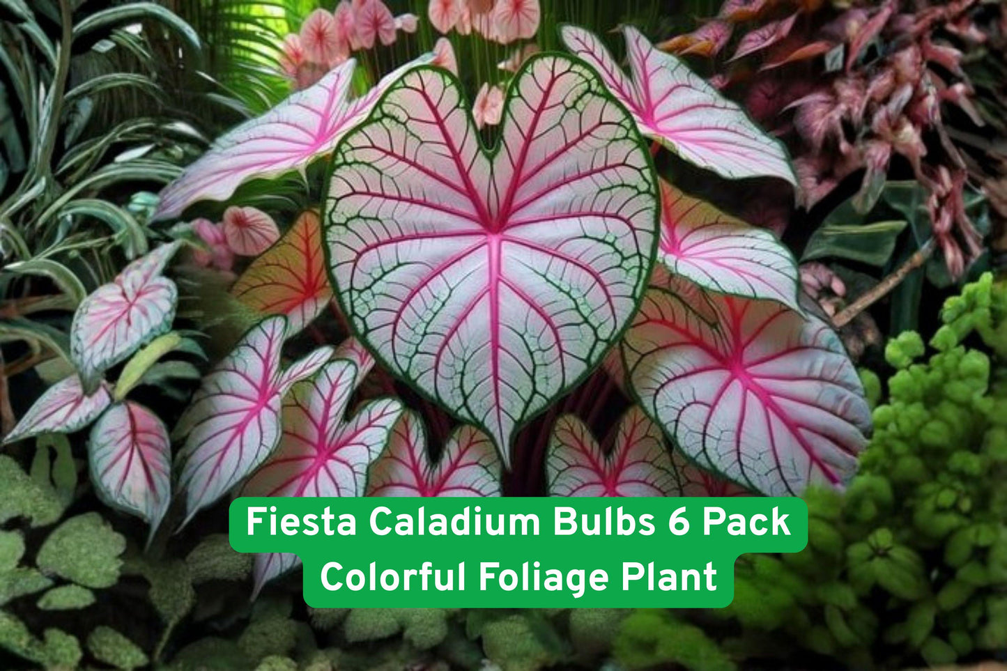 Colorful Caladium Bulbs, Tropical Foliage Plants, Shade Garden Bulbs, Multi-Color Caladium, Container Plant Bulbs, Easy Grow Caladiums, Bright Foliage Tubers, Tropical Garden Decor, Decorative Foliage Plants, Fast Growing Bulbs, Party Caladium Varieties, Garden Accent Bulbs, Vibrant Tropical Plants