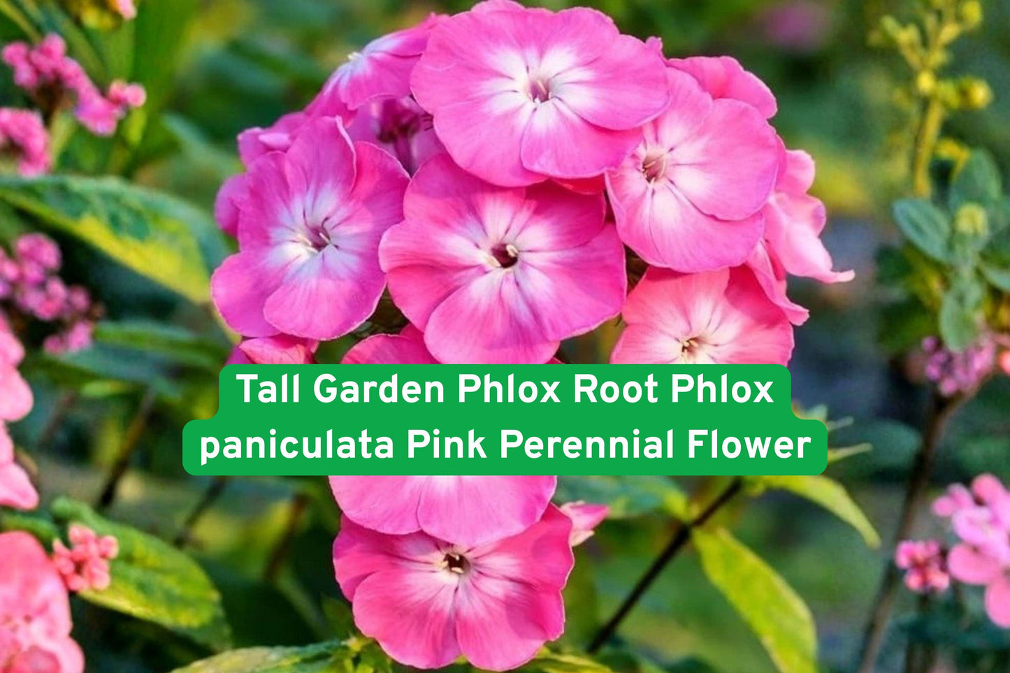 pink perennial flower,garden phlox root,bright pink blooms,pollinator attracting plant,summer flowering plant,upright garden plant,low maintenance perennial,flowering garden shrub,full sun garden plant,clumping perennial flower,landscape planting flower,flowering border plant,summer color plant