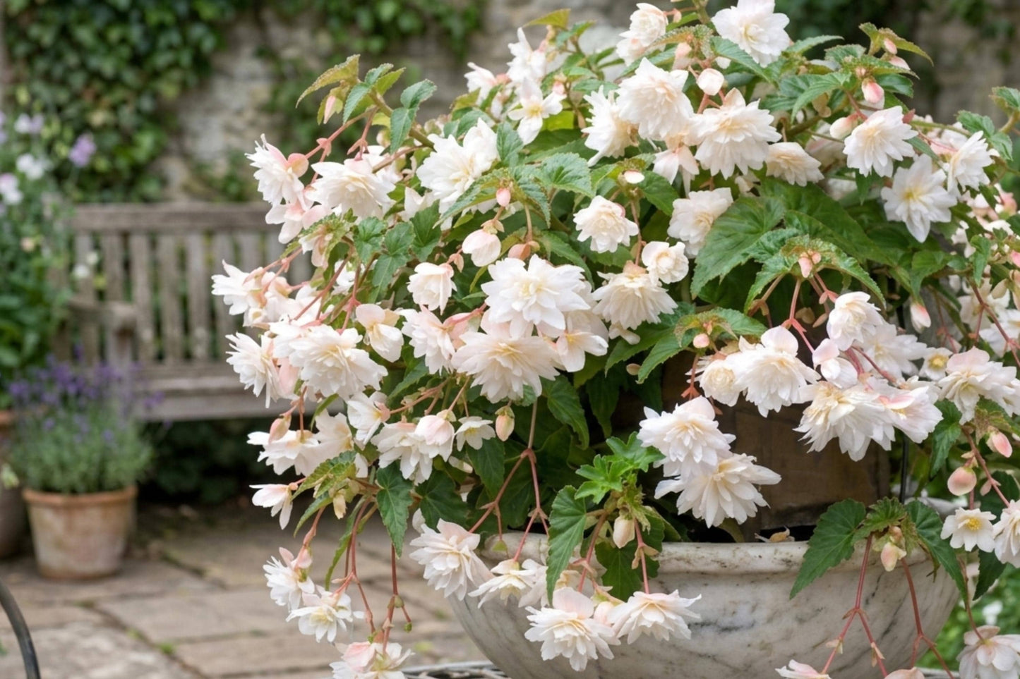 White Hibiscus Seeds - Double Bloom Variety for Summer Gardens - Hibiscus rosa-sinensis - Tropical Flowering Shrub