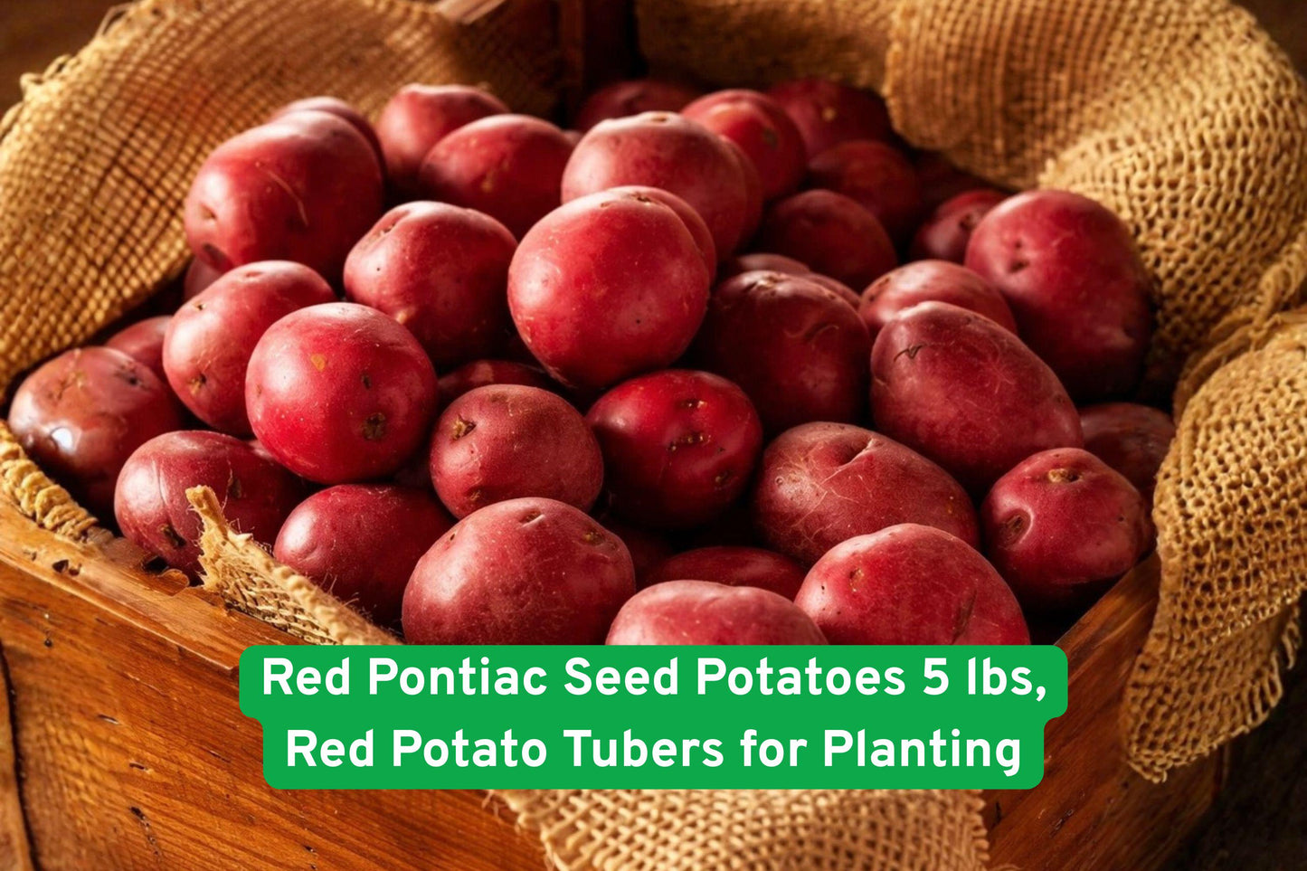 seed potatoes, red Pontiac tubers, vegetable planting seeds, home garden potatoes, organic seed potatoes, beginner gardening tubers, backyard vegetable crop, edible garden seeds, cooking potatoes, high yield seed potatoes, red skin potatoes, versatile planting tubers, easy grow seed potatoes