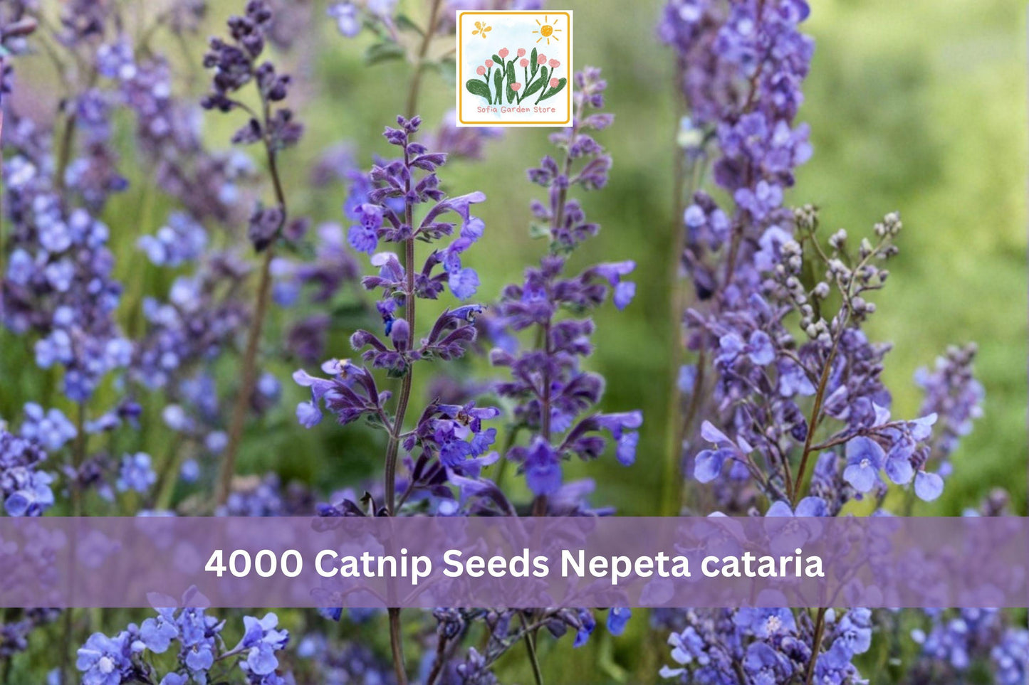 Catnip Seeds, 4000+ Nepeta cataria Perennial Herb for Garden & Containers, Aromatic Green Foliage
