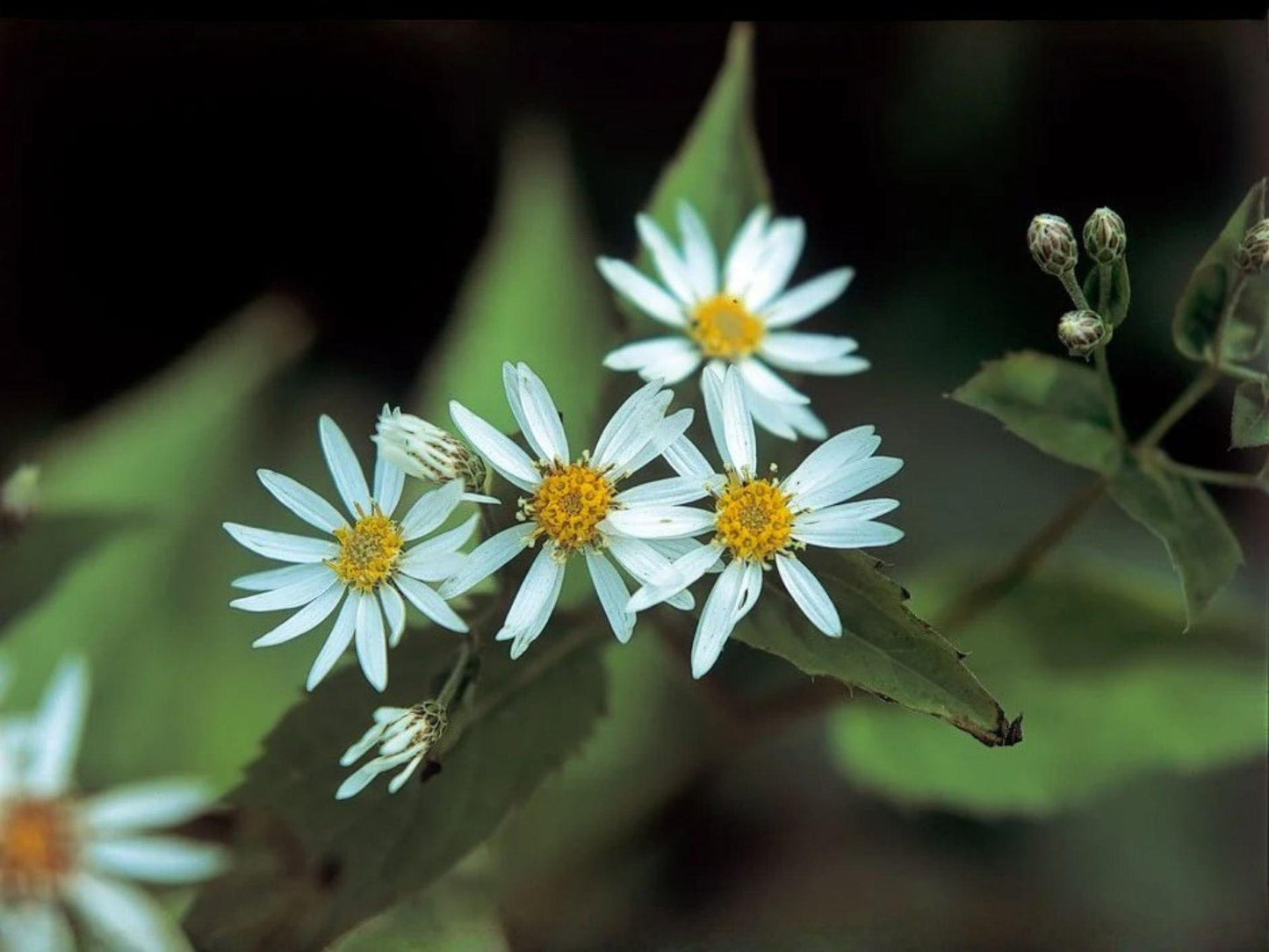 Schreber’s Wood Aster Seeds – Heirloom Native Shade Perennial Wildflower – Eurybia schreberi, Pollinator-Friendly Groundcover