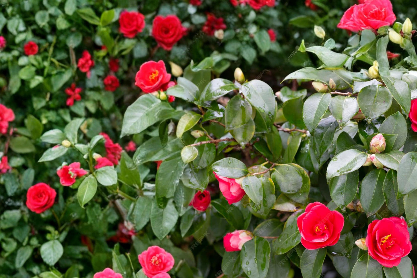 Japanese Camellia Seeds – Camellia japonica, Evergreen Flowering Shrub, Partial Shade Garden Plant, 5 Seeds