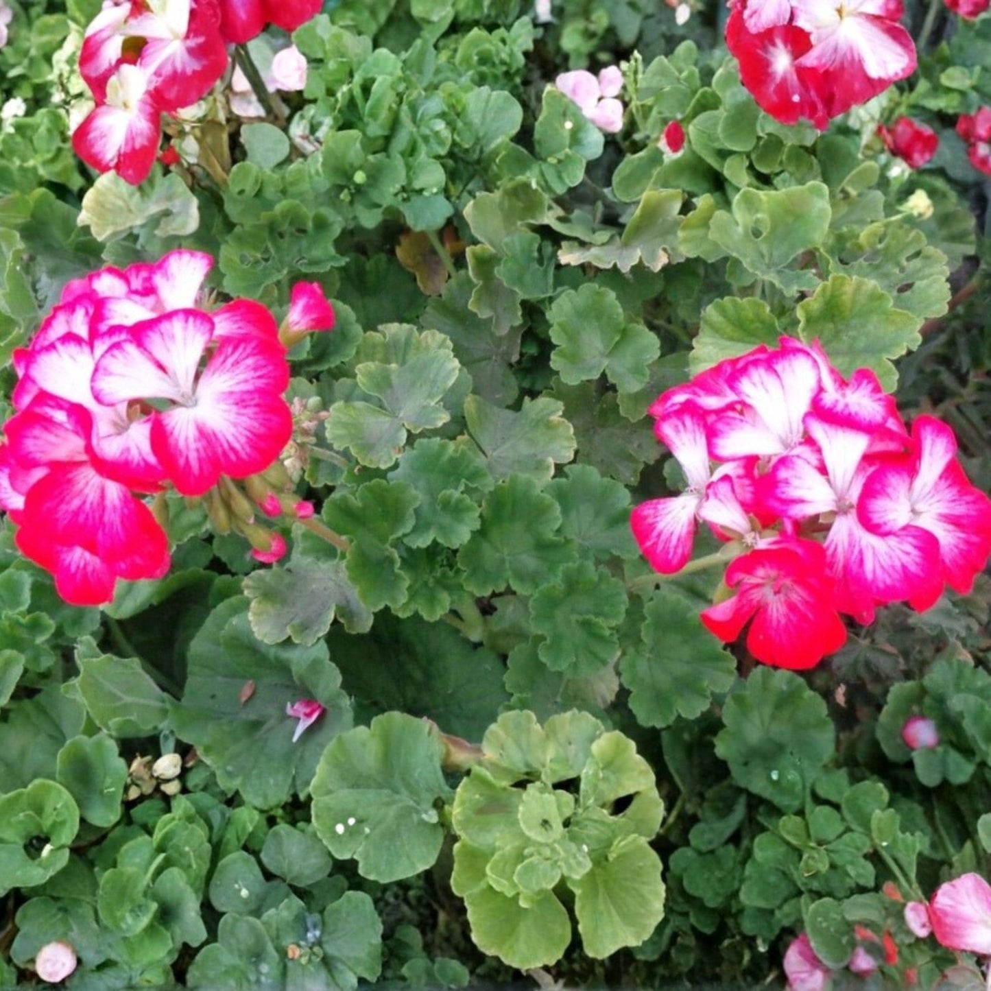 Pelargonium hortorum Red White Geranium Cuttings – 2 Unrooted Bicolor Flower Starters for Containers & Gardens