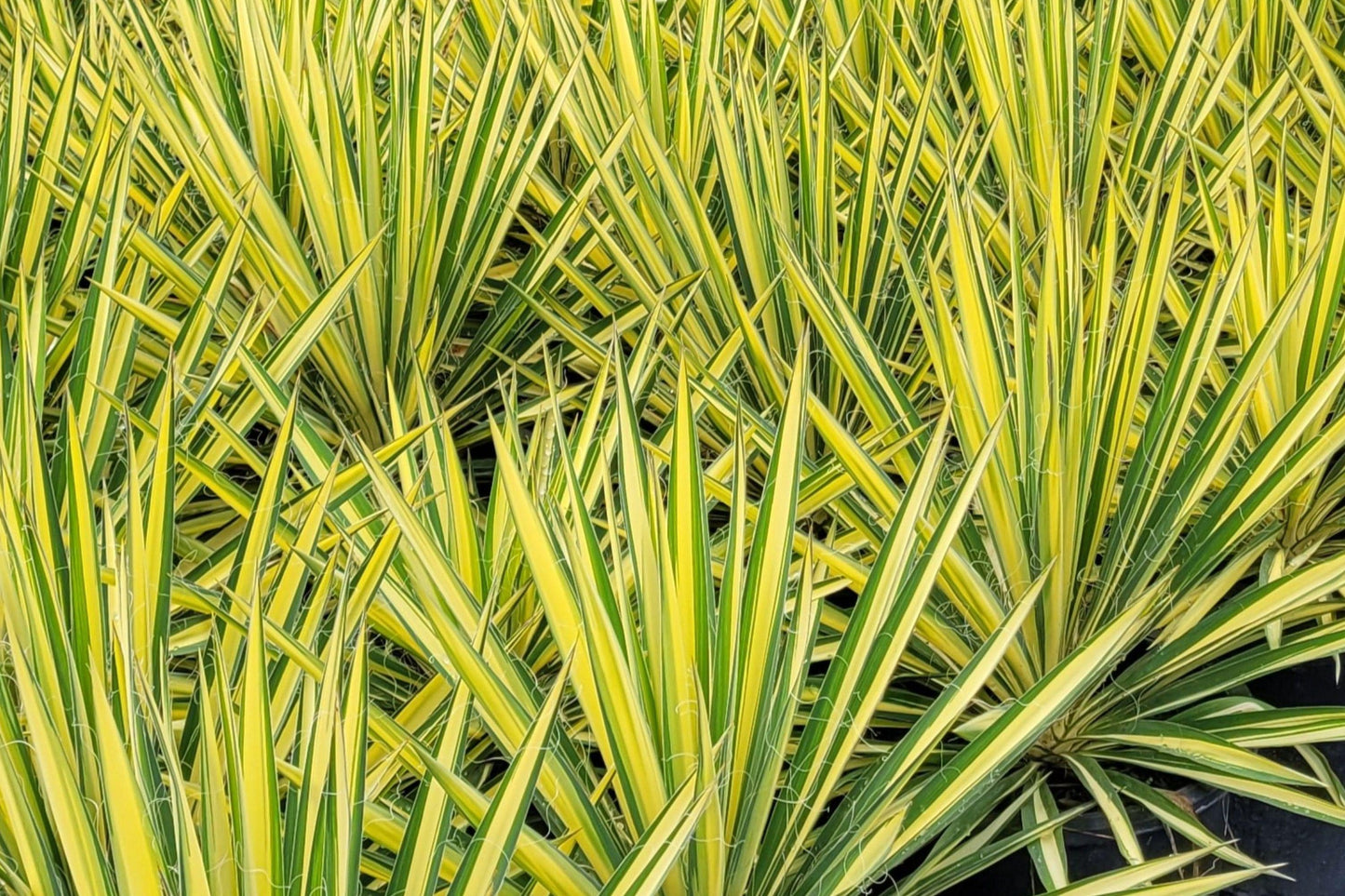 Yucca filamentosa Bare Root Plant – Evergreen Perennial with Sword-Shaped Foliage and White Flowers