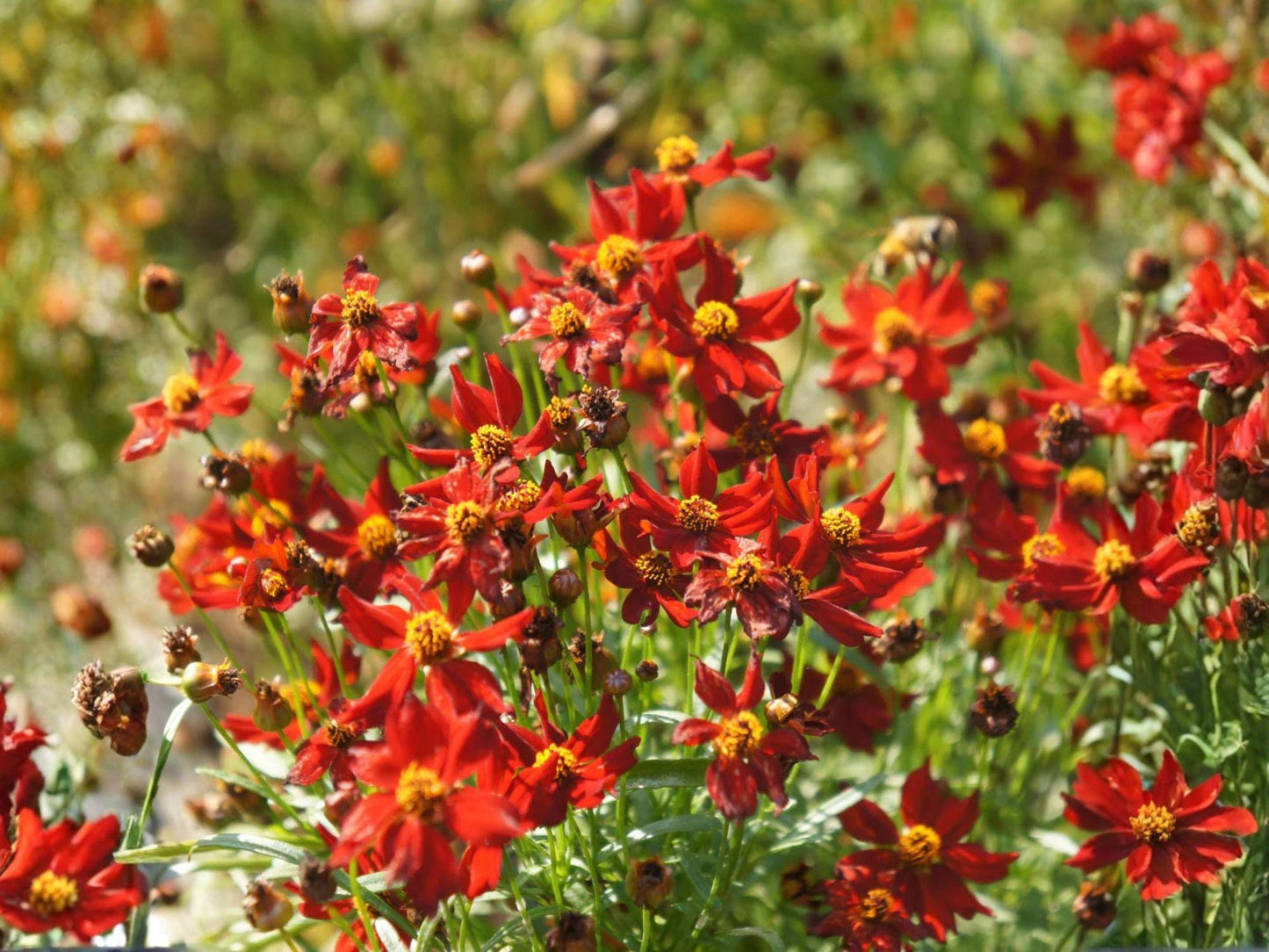Dwarf Red Coreopsis Seeds | Plains Coreopsis Flower | Coreopsis tinctoria | Bright Red & Yellow Blooms | 250 Seeds