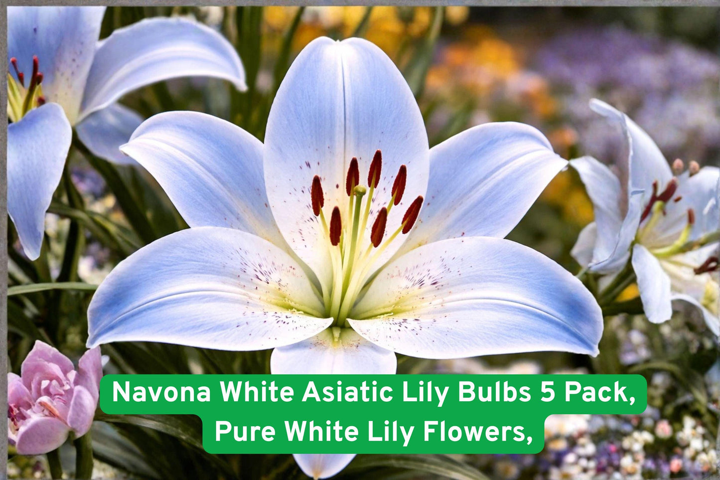 white lily bulbs, Asiatic lily flowers, perennial lily bulbs, white garden lilies, summer blooming lilies, container lilies, cut flower lilies, hardy perennial bulbs, elegant white blooms, flower bulb pack, landscape lilies, white flower garden, easy grow lilies