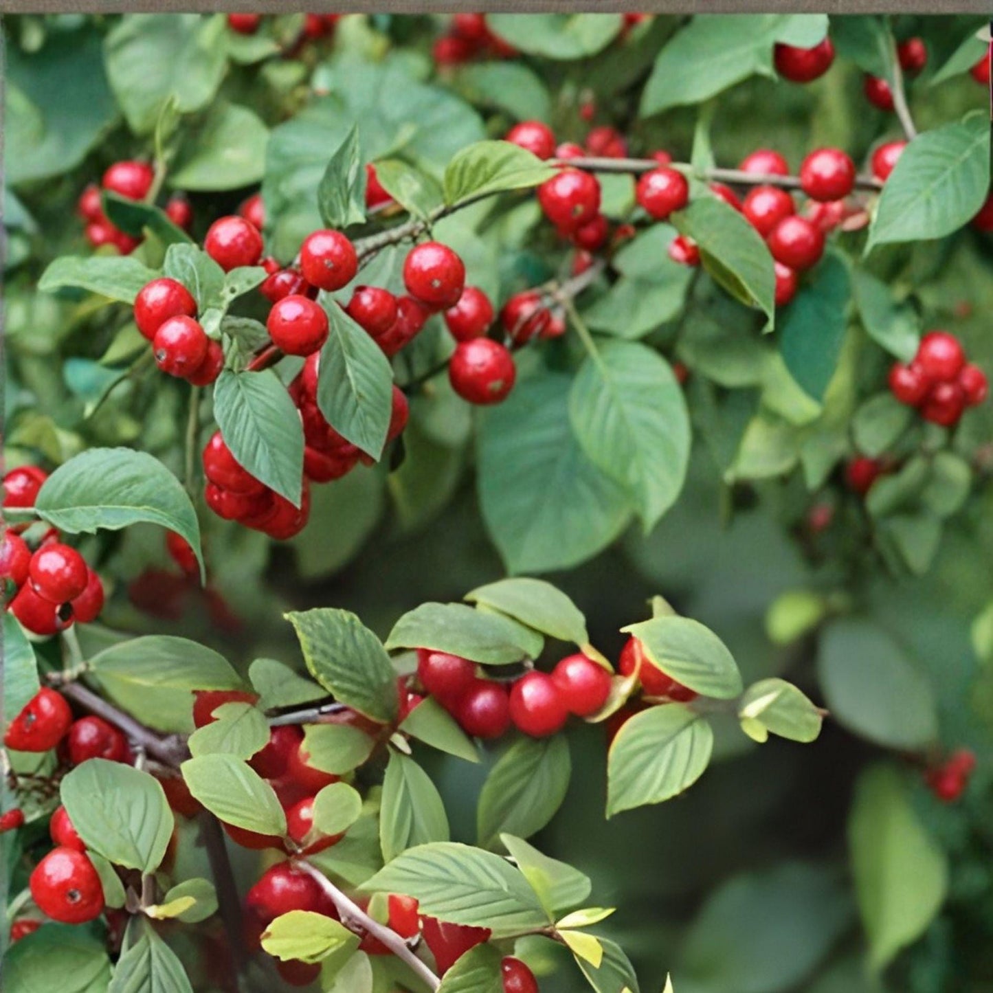 Nanking Cherry Seeds – Prunus tomentosa – Edible Fruit Shrub for Gardens & Hedgerows – Cold-Tolerant, Small Red Fruit, 10 Seeds