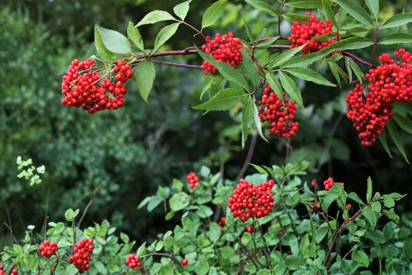 Red Elderberry Seeds – Sambucus racemosa – Berry Shrub for Woodland Gardens & Hedging, 30 Seeds