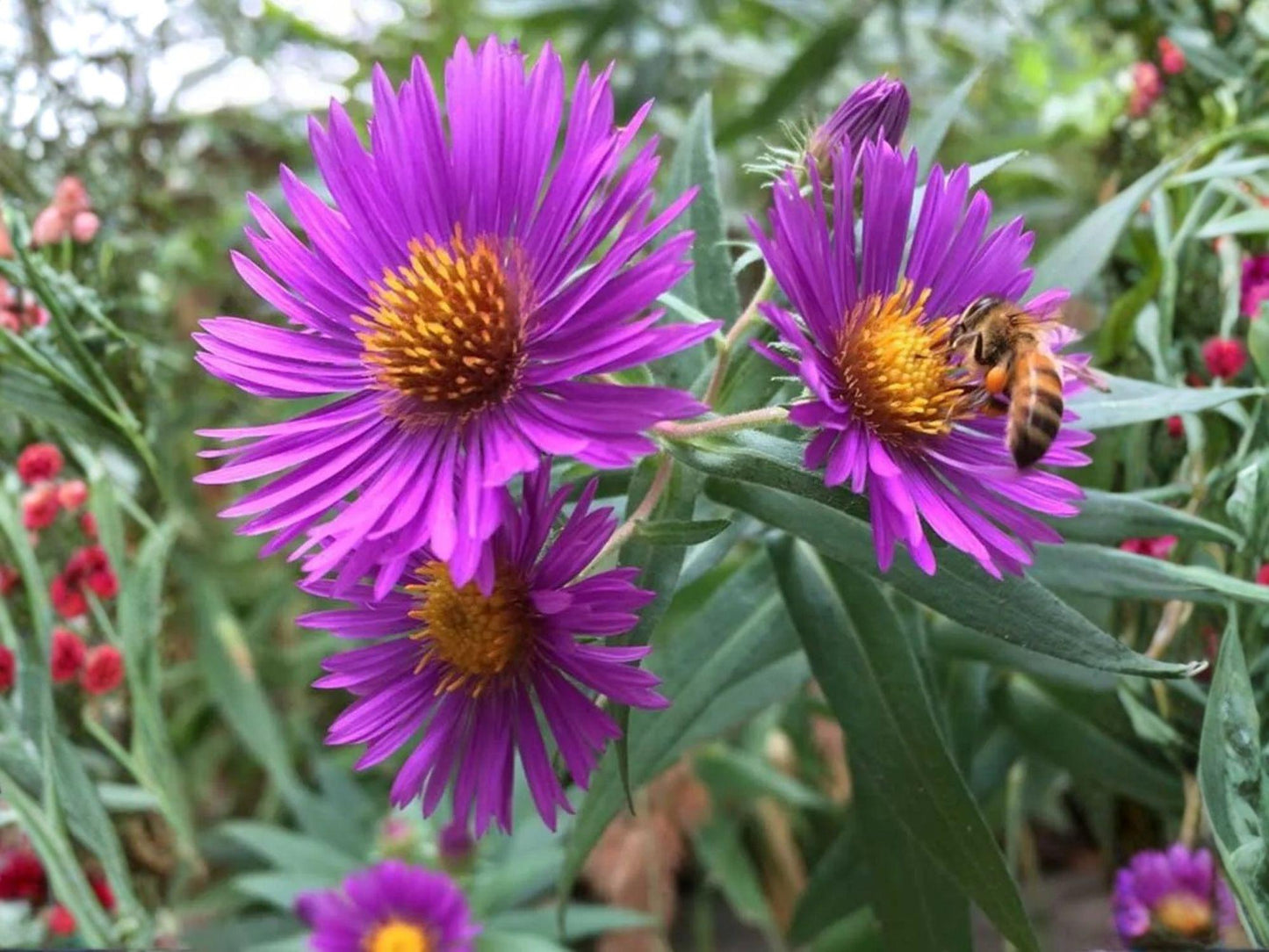 Symphyotrichum novae-angliae Seeds – Heirloom Non-GMO Purple New England Aster Pollinator Garden Flower
