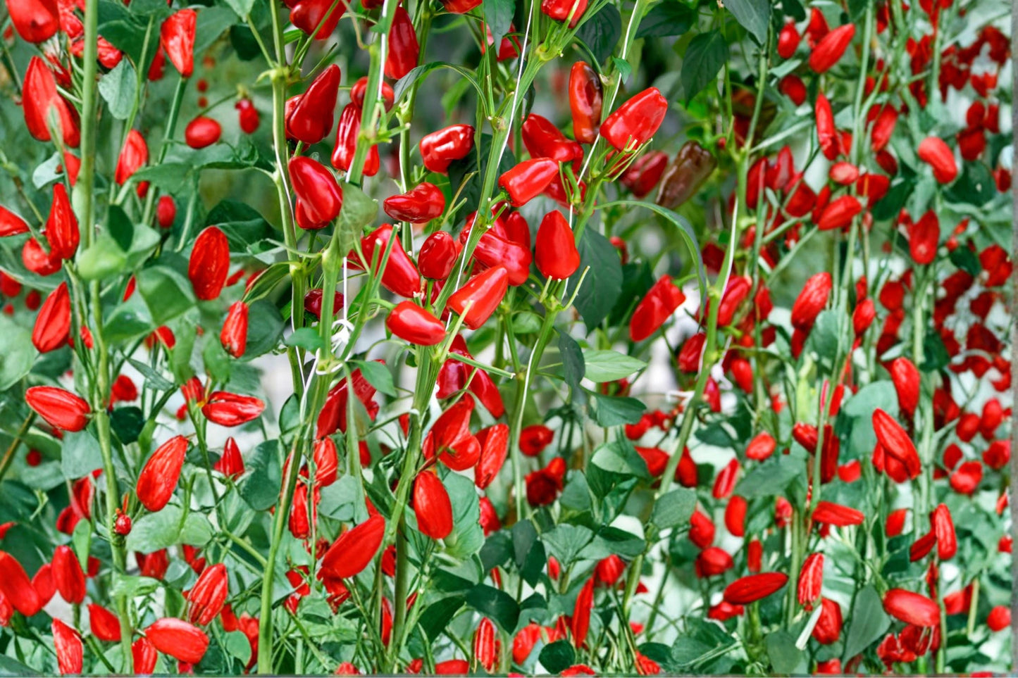 Fresno Chili Pepper Seeds – Capsicum annuum, Medium-Heat Red Peppers, Herbaceous Annual, Compact Upright Plant