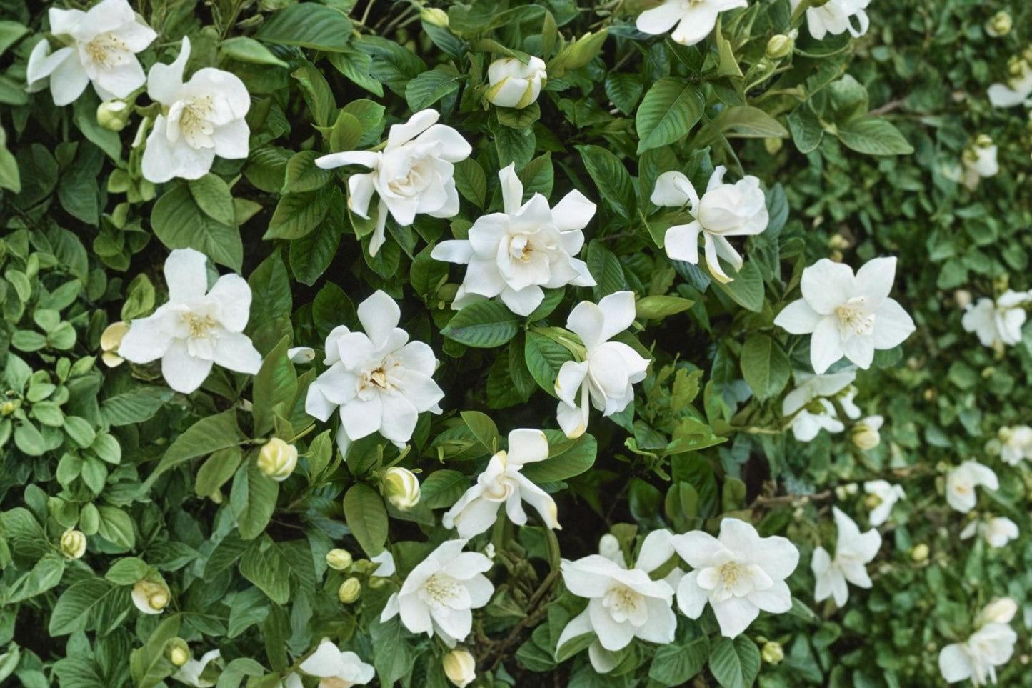 Cape Jasmine Seeds – Gardenia jasminoides Evergreen Shrub with Creamy White Flowers & Glossy Foliage