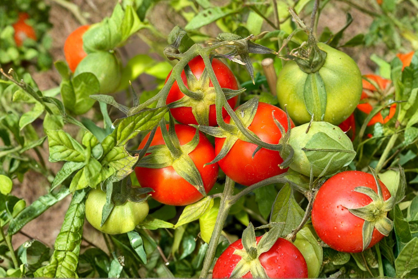 Siberian Heirloom Tomato Seeds – Cold Hardy, Early Maturity, High Yield, Determinate, Solanum lycopersicum