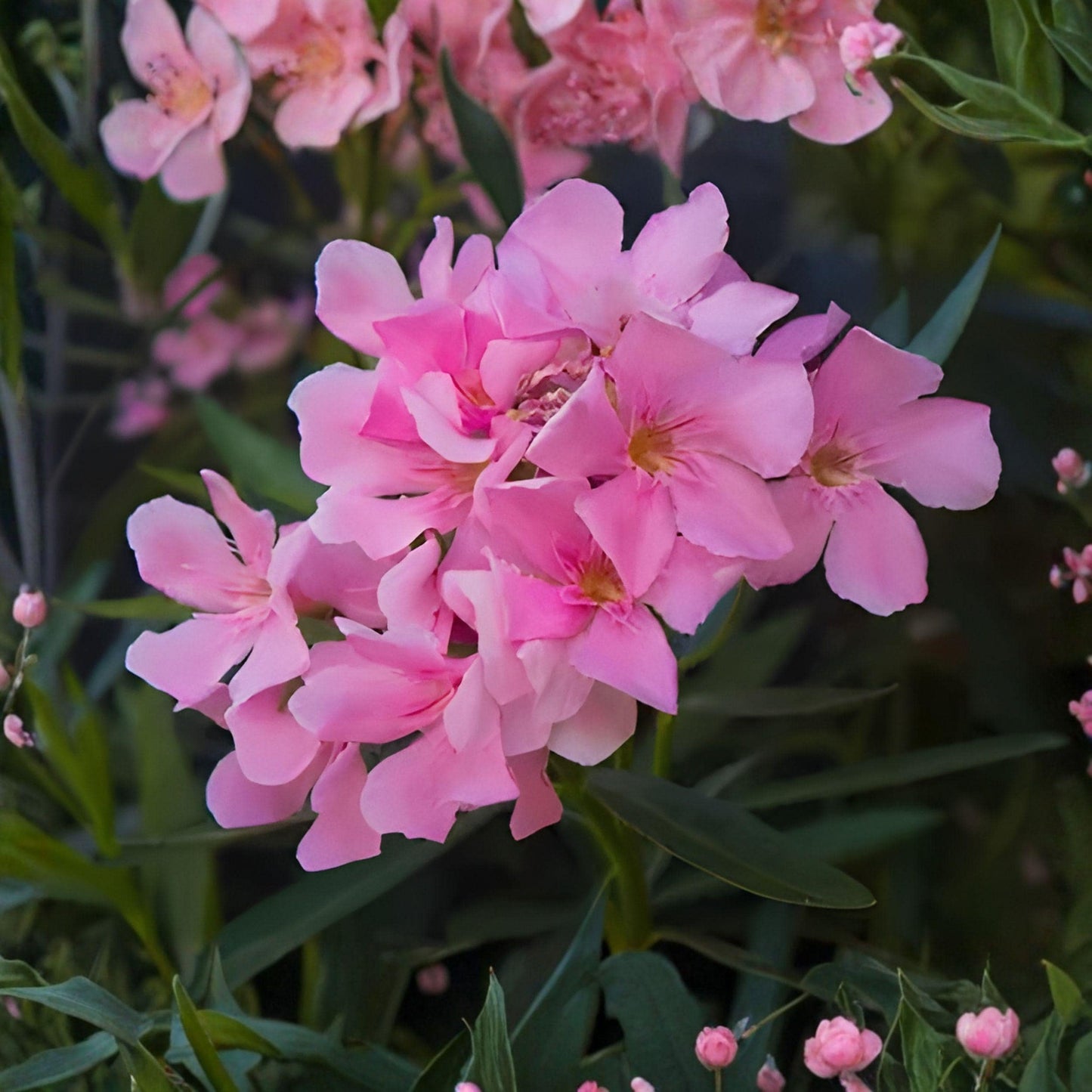 Nerium oleander Pink Oleander Unrooted Cuttings – Flowering Shrub Propagation Starter, 7 Inches, Garden Hedge Plant