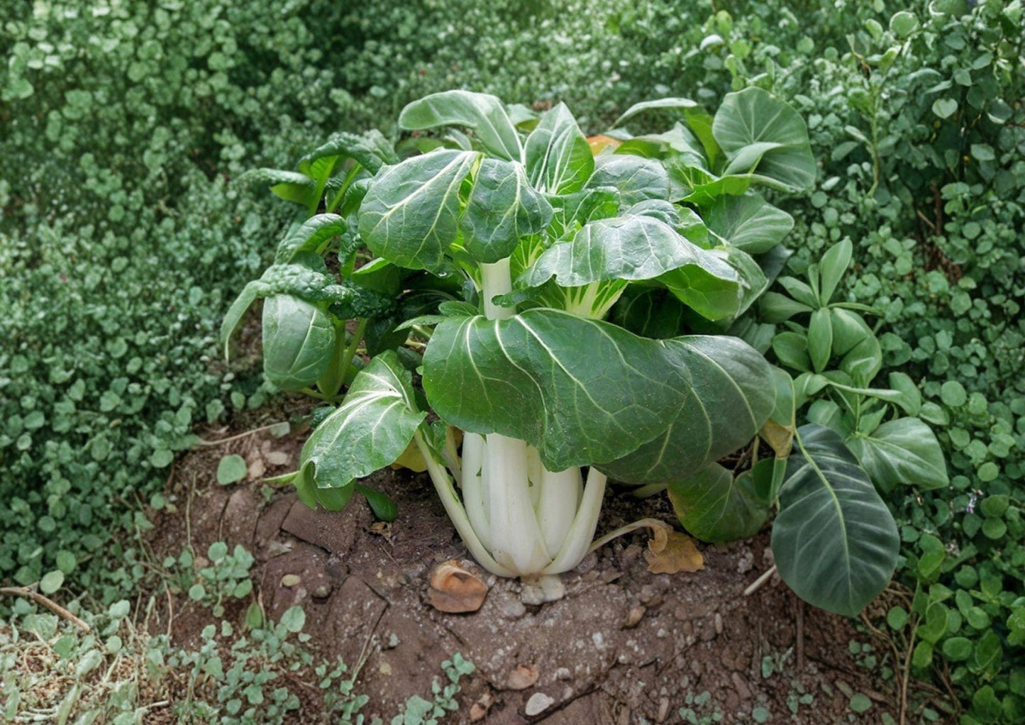 Pak Choi White Stem Seeds | Heirloom Non-GMO Vegetable Seeds for Garden, Chinese Bok Choy Greens, Brassica rapa