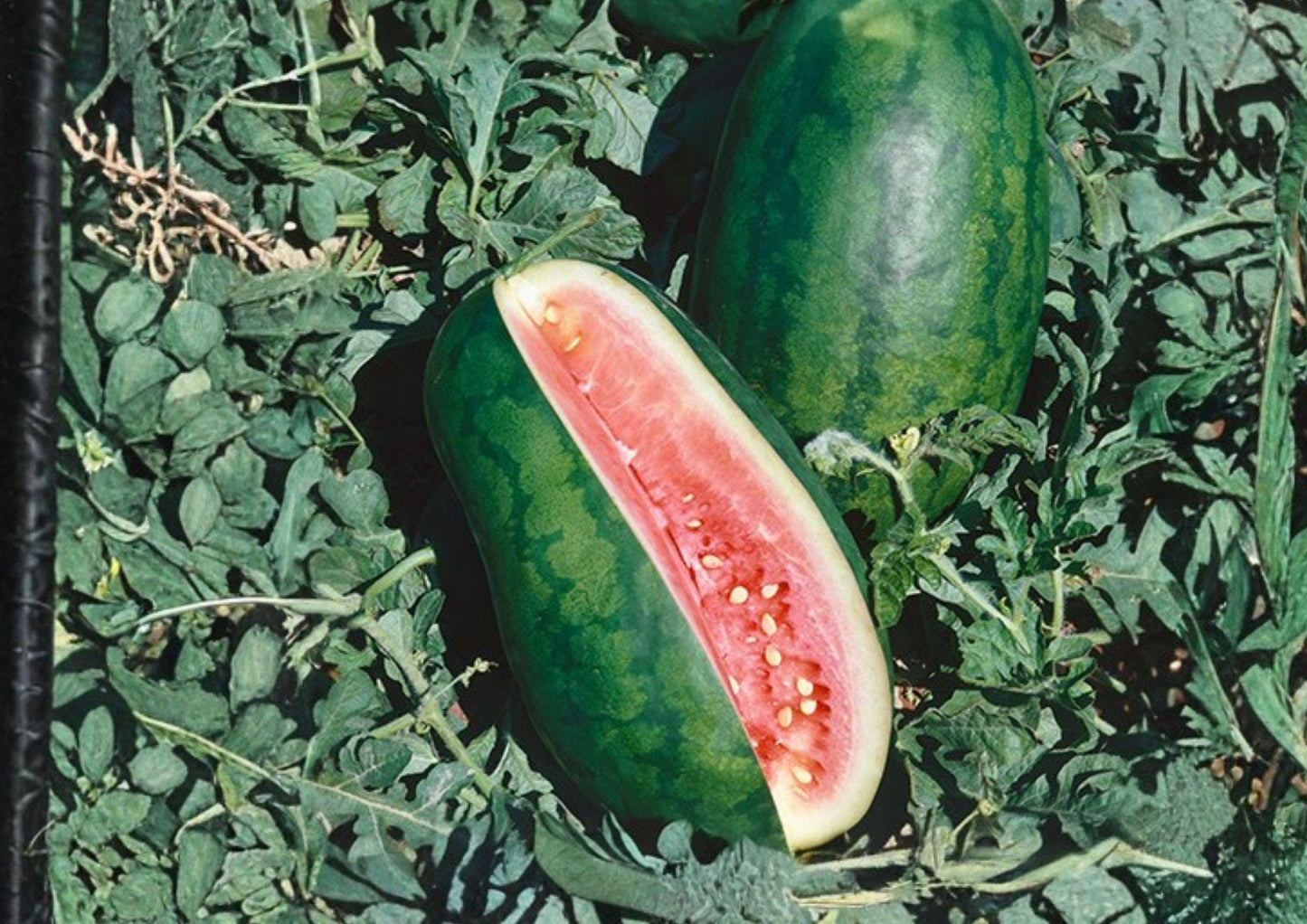 Congo Watermelon Seeds, Heirloom Organic Non-GMO, Large Red Flesh Melon, Summer Fruit, Garden Planting, 12 Seeds