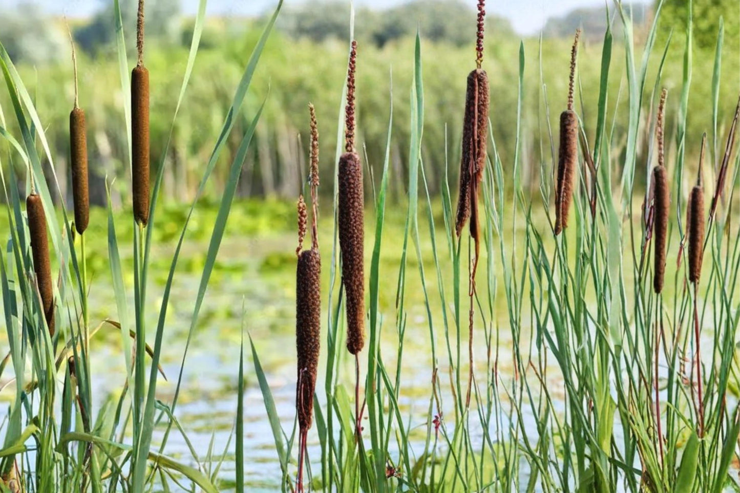 Cattail Seeds 600 Pack Typha latifolia Wetland Pond Plant Seed for Water Gardens & Shorelines