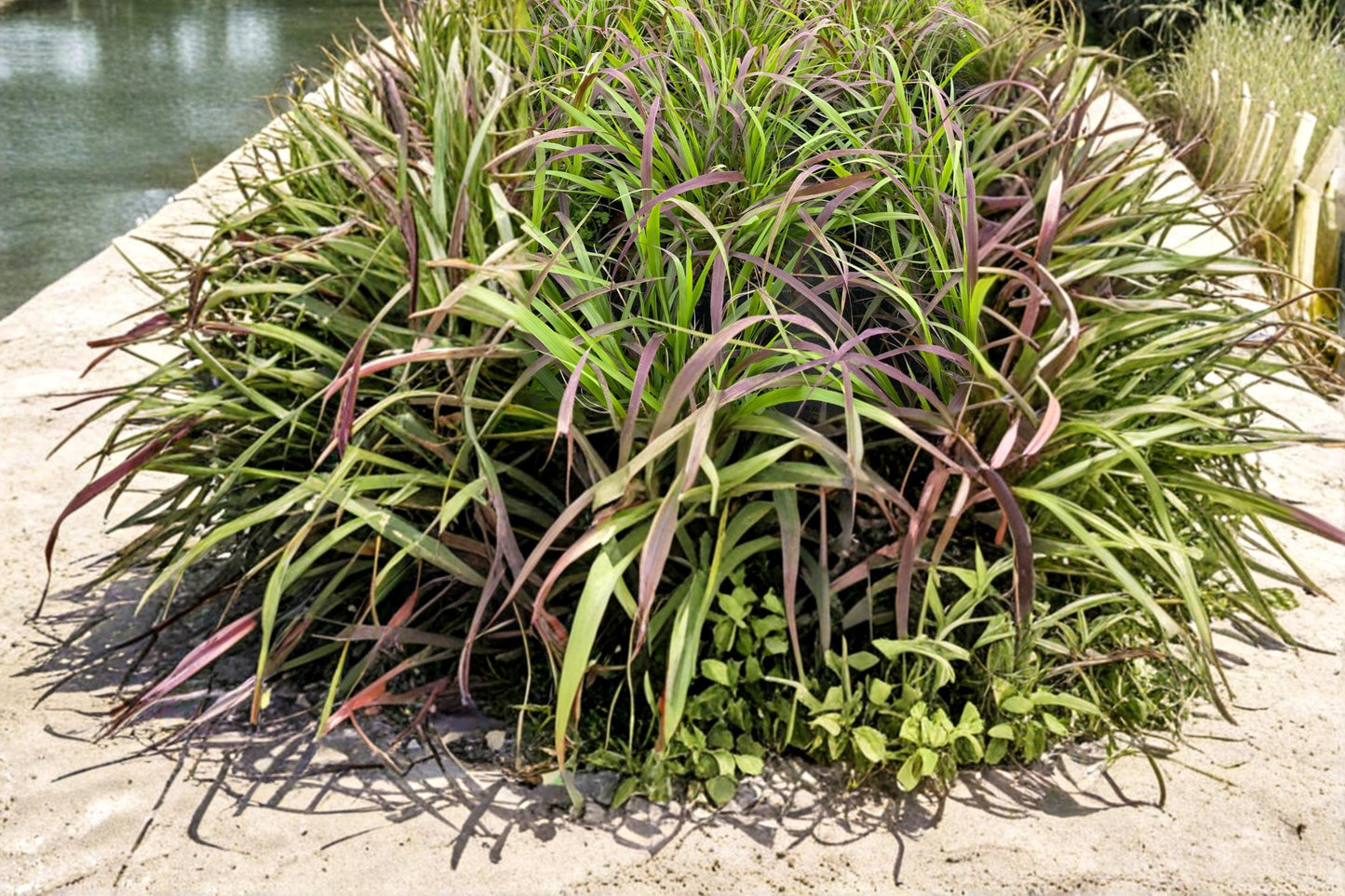 Purpletop Grass Seeds – Tridens flavus Native Perennial Meadow Ornamental Grass, 500 Seeds
