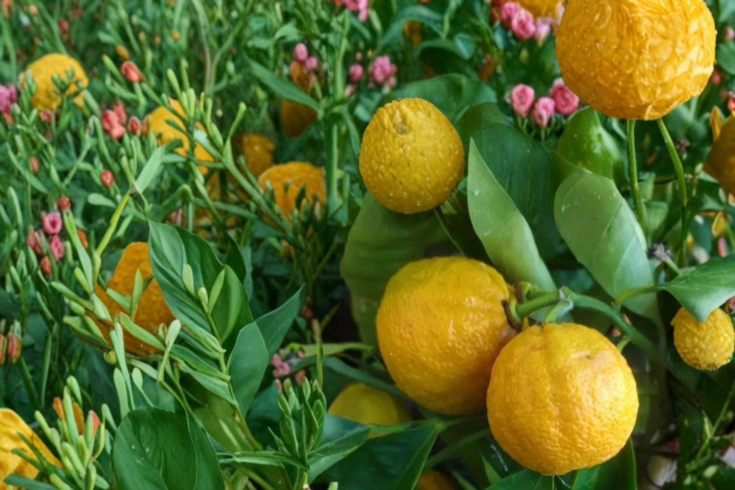 Dwarf Orange Seed Citrus sinensis Compact Fruit Tree for Containers & Small Gardens