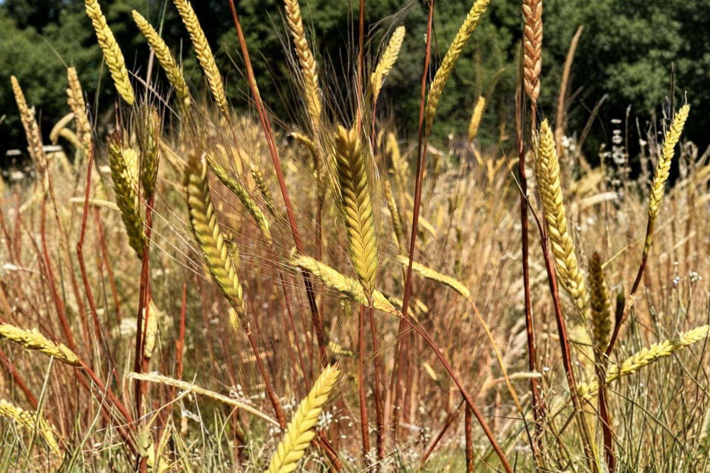 Organic Einkorn Wheat Seeds - Heirloom Ancient Grain for Garden Planting, Non-GMO, Hardy Cereal Crop, 100+ Seeds