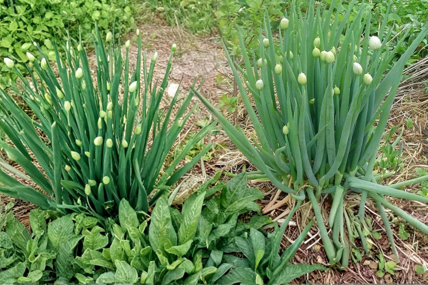Nebuka Bunching Onion Seeds, Allium fistulosum, Herbaceous Vegetable, Clumping Green Onion, Kitchen Garden, 50 Seeds