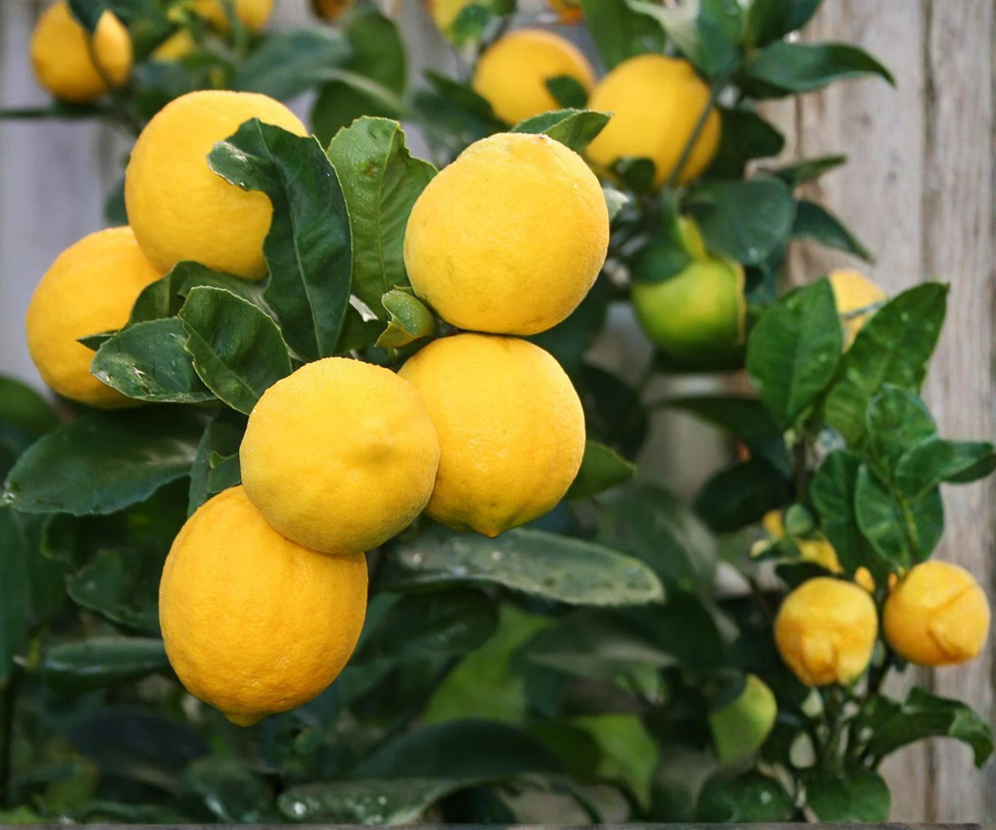 Meyer Lemon Tree Live Plant in 1-Gallon Pot, Indoor Outdoor Citrus Fruit Tree, Sweet Fragrant Lemons, U.S. Grown