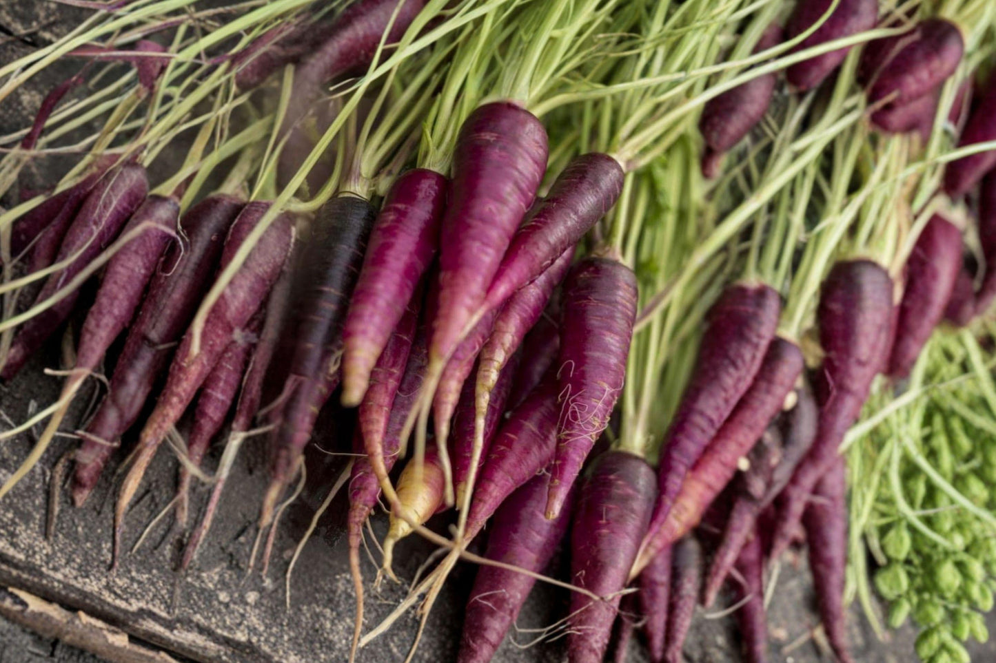 Purple Dragon Carrot Seeds – Organic Non-GMO Heirloom Root Vegetable for Garden, Raised Bed, Container Cultivation