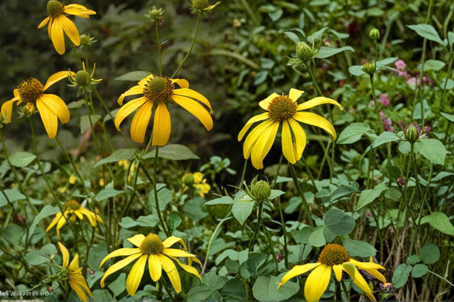 Cut-Leaf Coneflower Seeds, Rudbeckia laciniata, Tall Perennial, Bright Yellow Flowers, Meadow and Woodland Plant