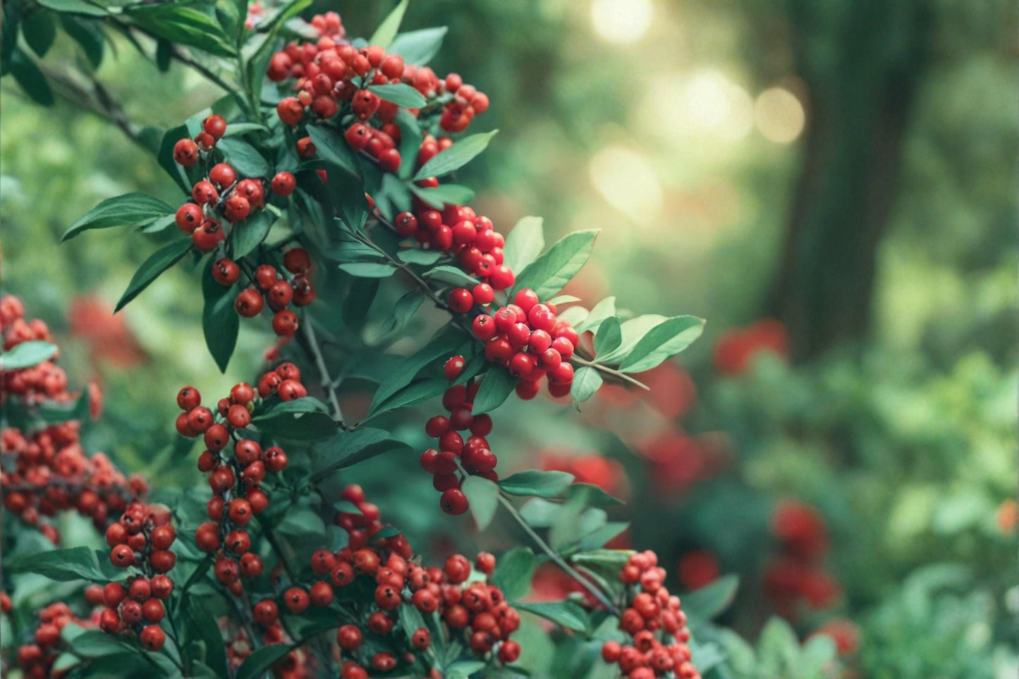 Mountain Holly Seeds – Ilex montana Deciduous Shrub with Berries for Woodland Gardens and Hedges
