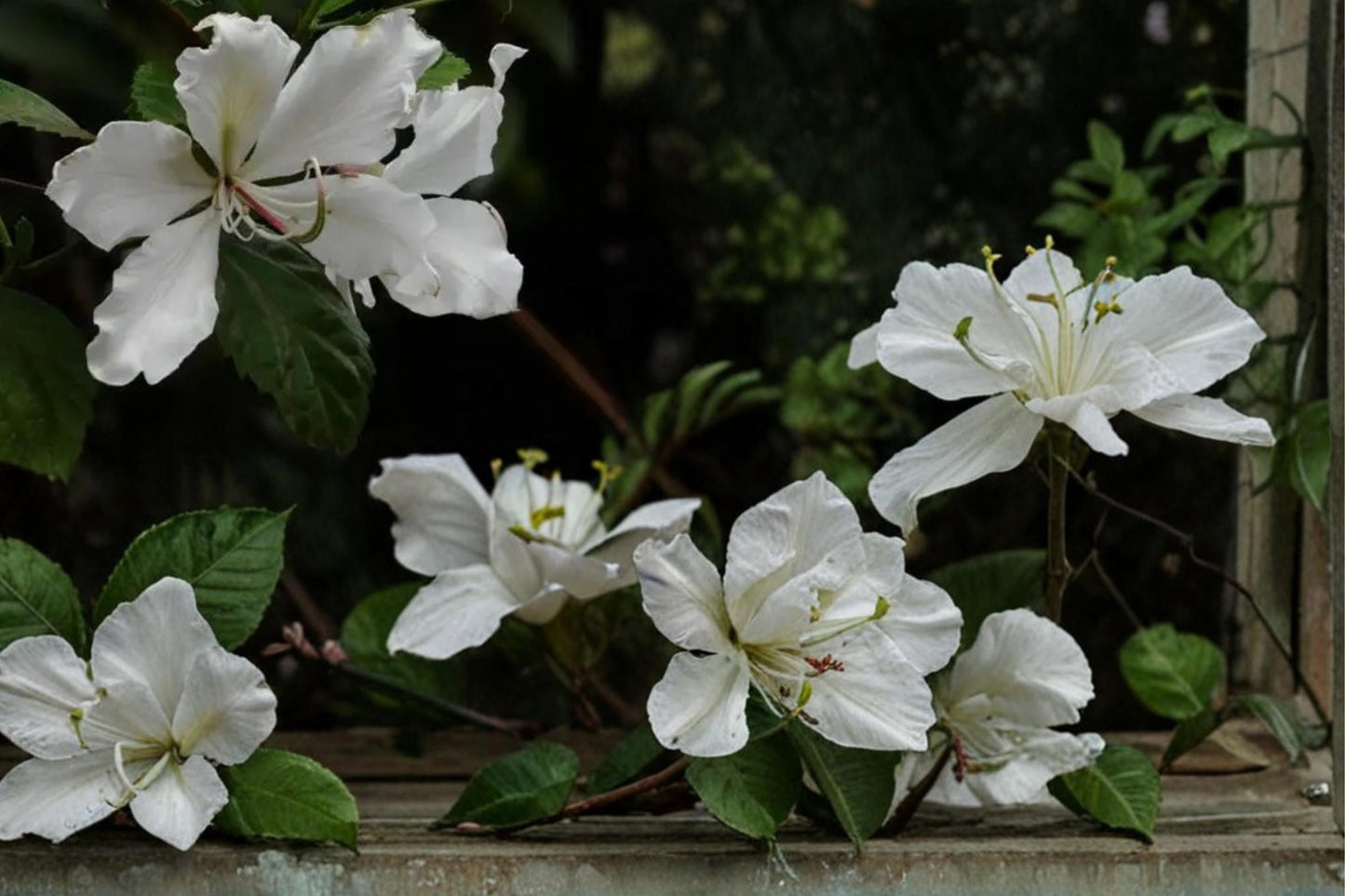 White Orchid Tree Seeds, Bauhinia variegata var. candida, Ornamental Flowering Tree, Full Sun, Well-Drained Soil