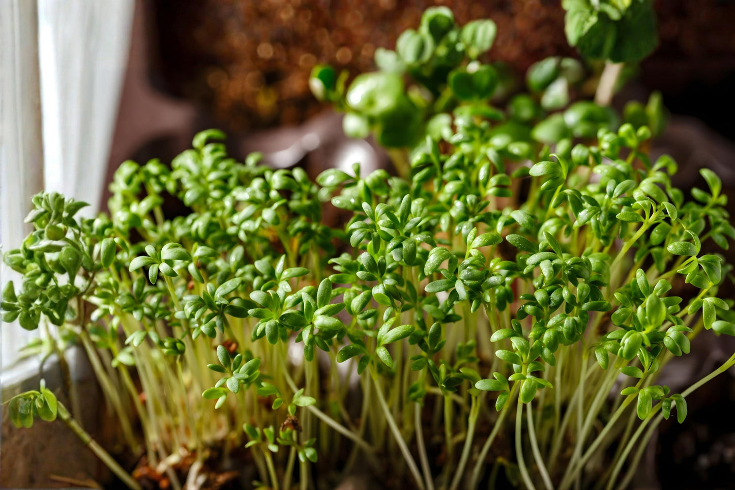 Garden Cress Seeds | Pepper Cress Herb | Fast-Growing Leafy Microgreens | Lepidium sativum