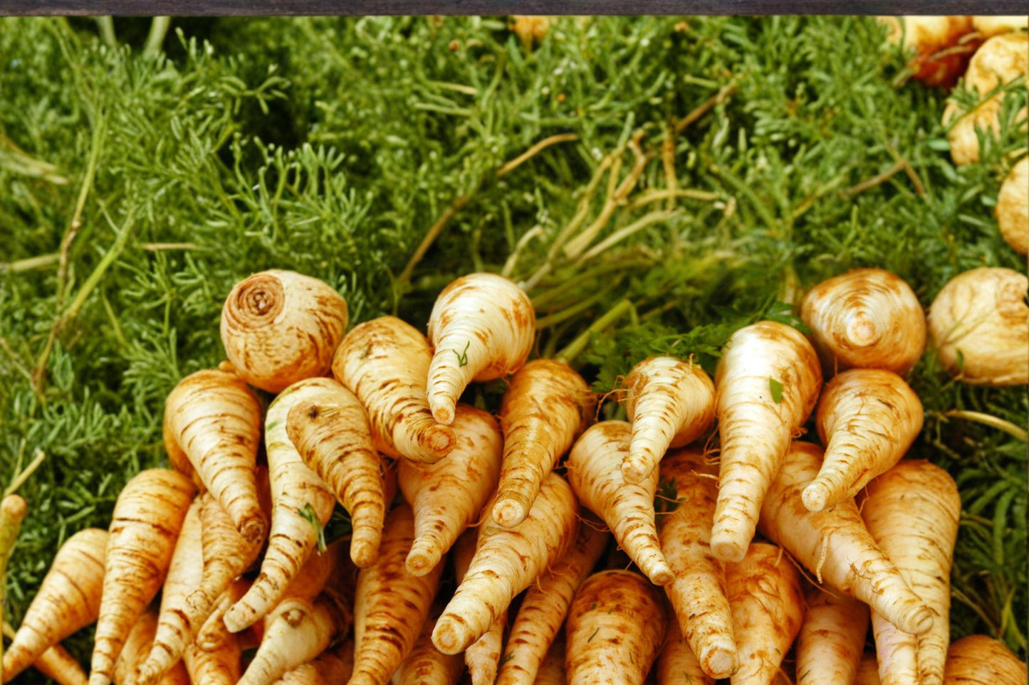 Harris Early Parsnip Seeds – Pastinaca sativa Herbaceous Root Vegetable for Garden, Cool Season Crop, 100 Seeds