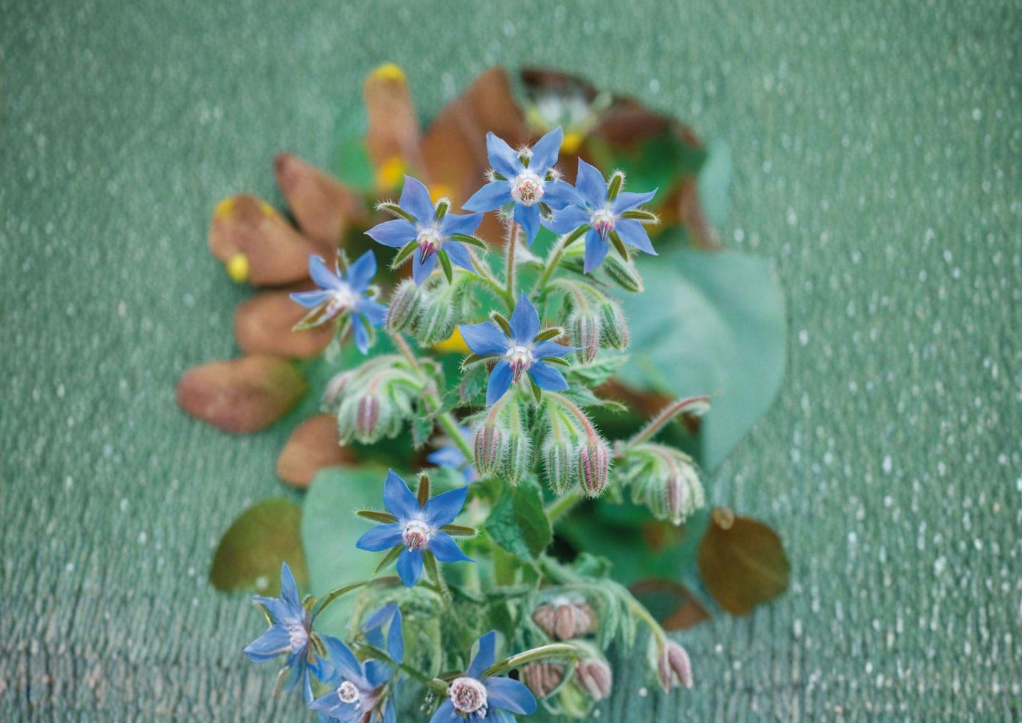 Borage Herb Seeds, Heirloom Non-GMO, Edible Blue Star Flowers, Pollinator Friendly, Culinary & Medicinal Plant Seeds