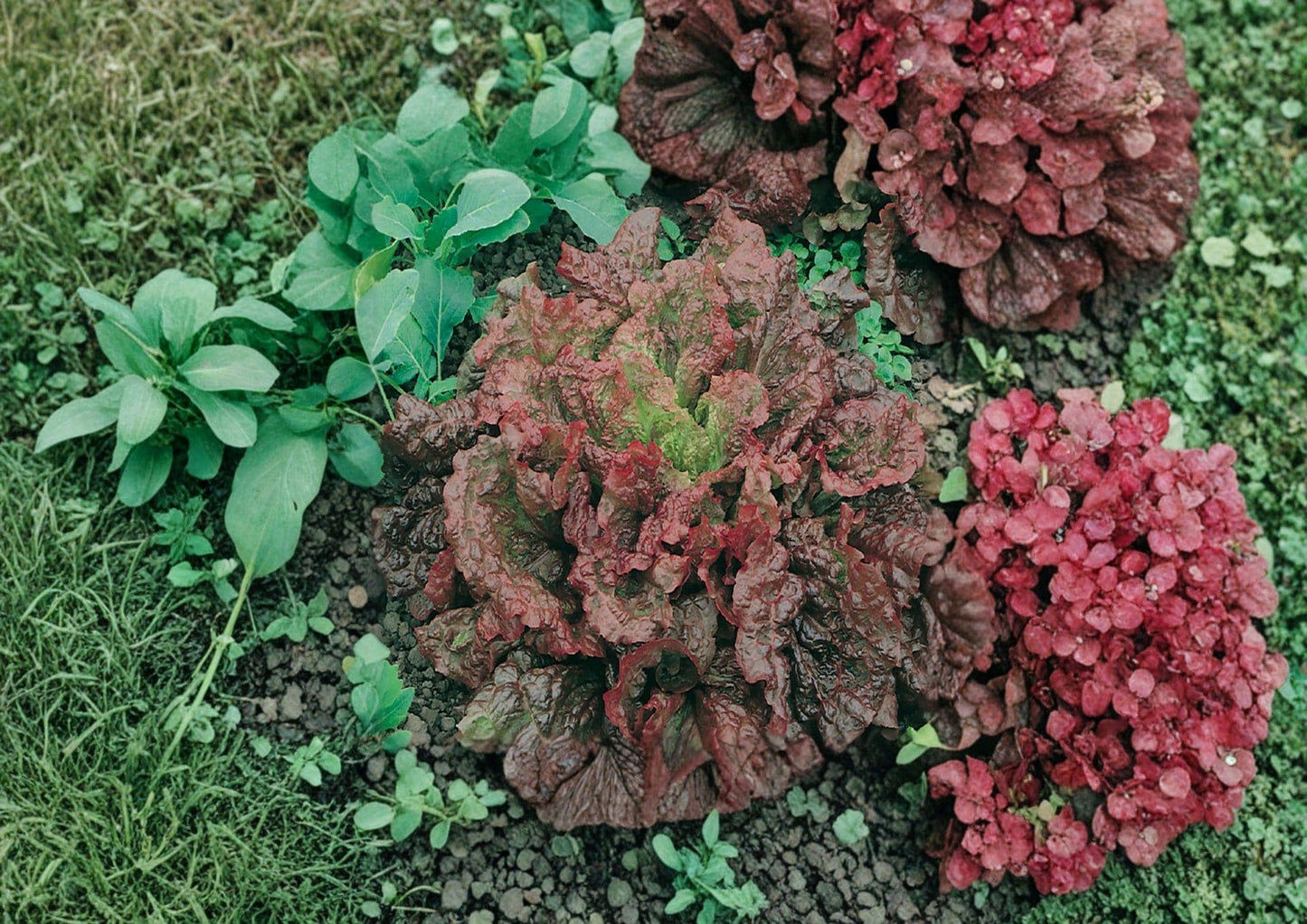 Ruby Red Lettuce Seeds, Heirloom Loose Leaf Salad Greens, Deep Red Leaf Lettuce, Lactuca sativa