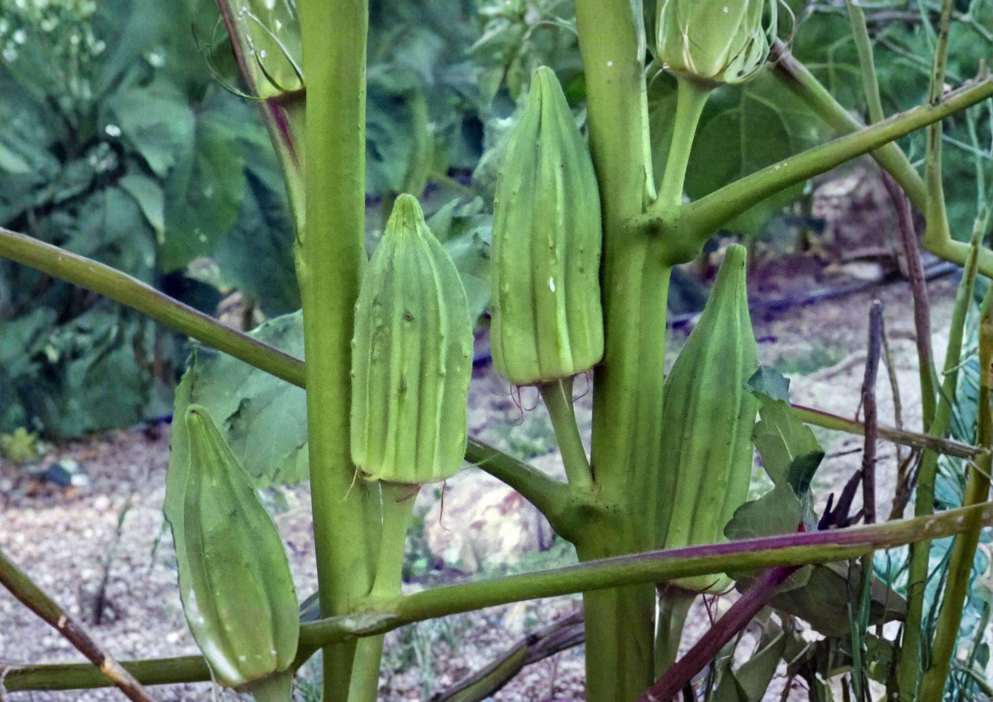 50+ Blondy Okra Seeds - AAS Winner, Rare Heirloom Vegetable Seeds for Compact, Spineless Pods, Garden, Container, High Yield