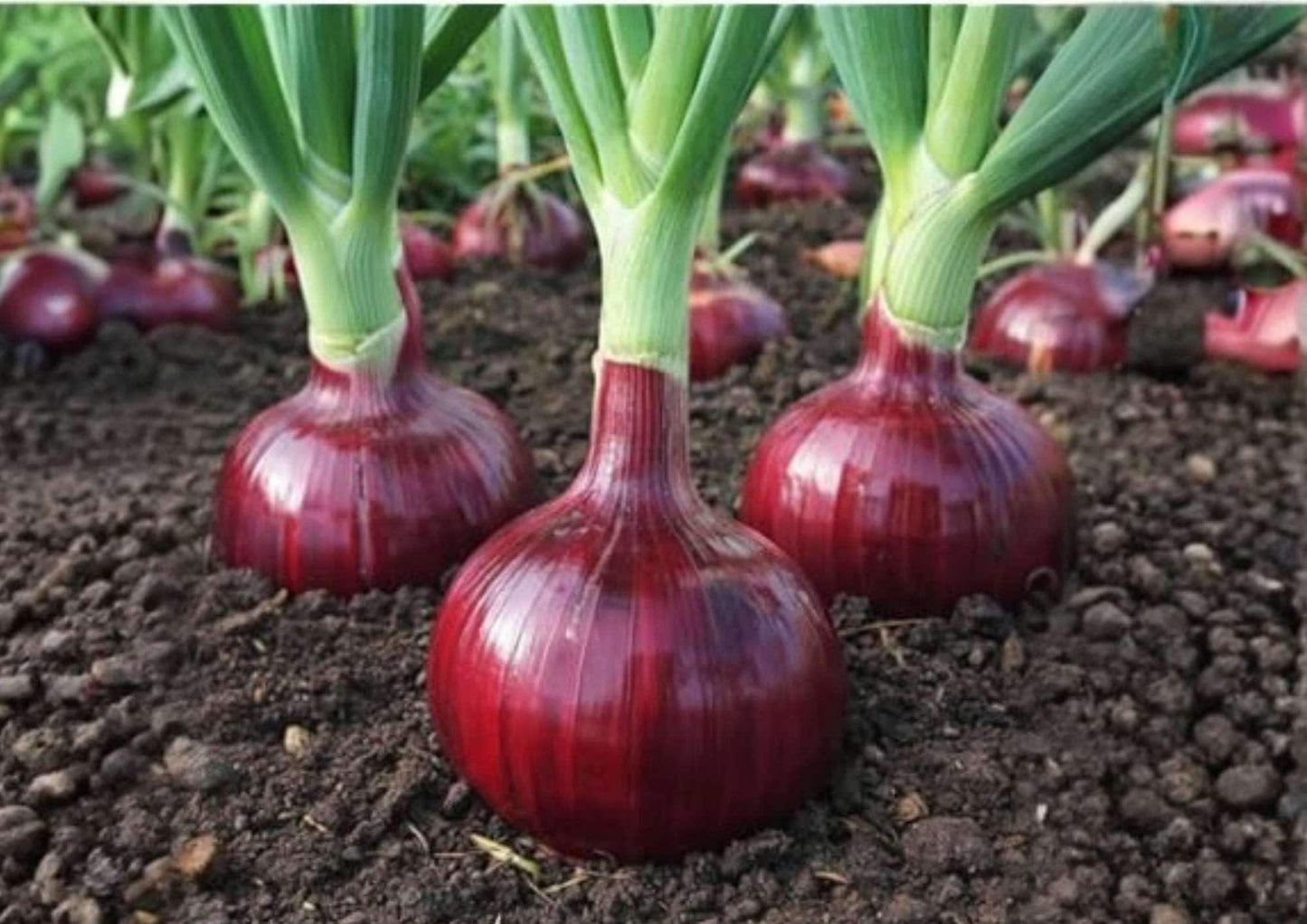 Red Cipollini Onion Seeds – Heirloom Flat Italian Sweet Onion Variety for Gourmet Cooking, Small Bulbs, High Yield