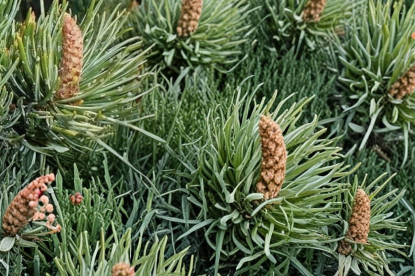 Bristlecone Pine Seeds – Pinus aristata – Drought Tolerant Conifer with Blue-Green Needles