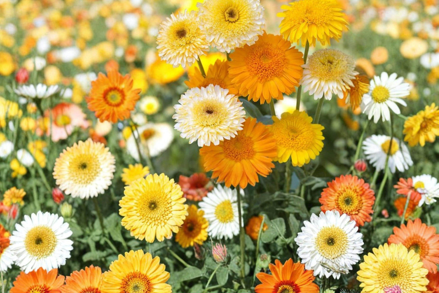 Calendula officinalis Mix Seeds – Bright Orange, Yellow & Red Flowering Annual for Garden Beds & Containers
