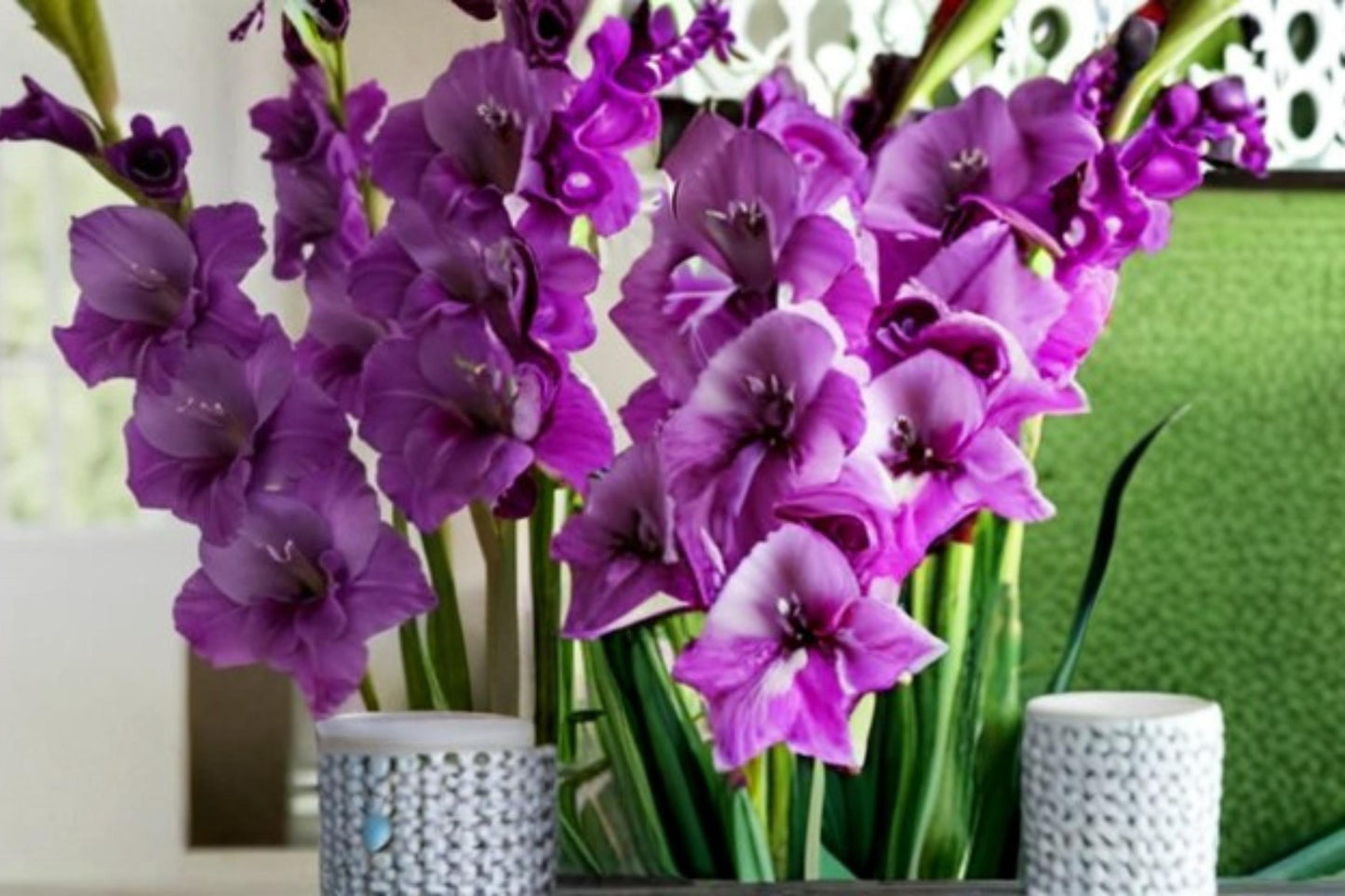 Purple Gladiolus Bulbs – Gladiolus hortulanus, Summer Flowering Ornamental Bulb for Garden Beds and Borders