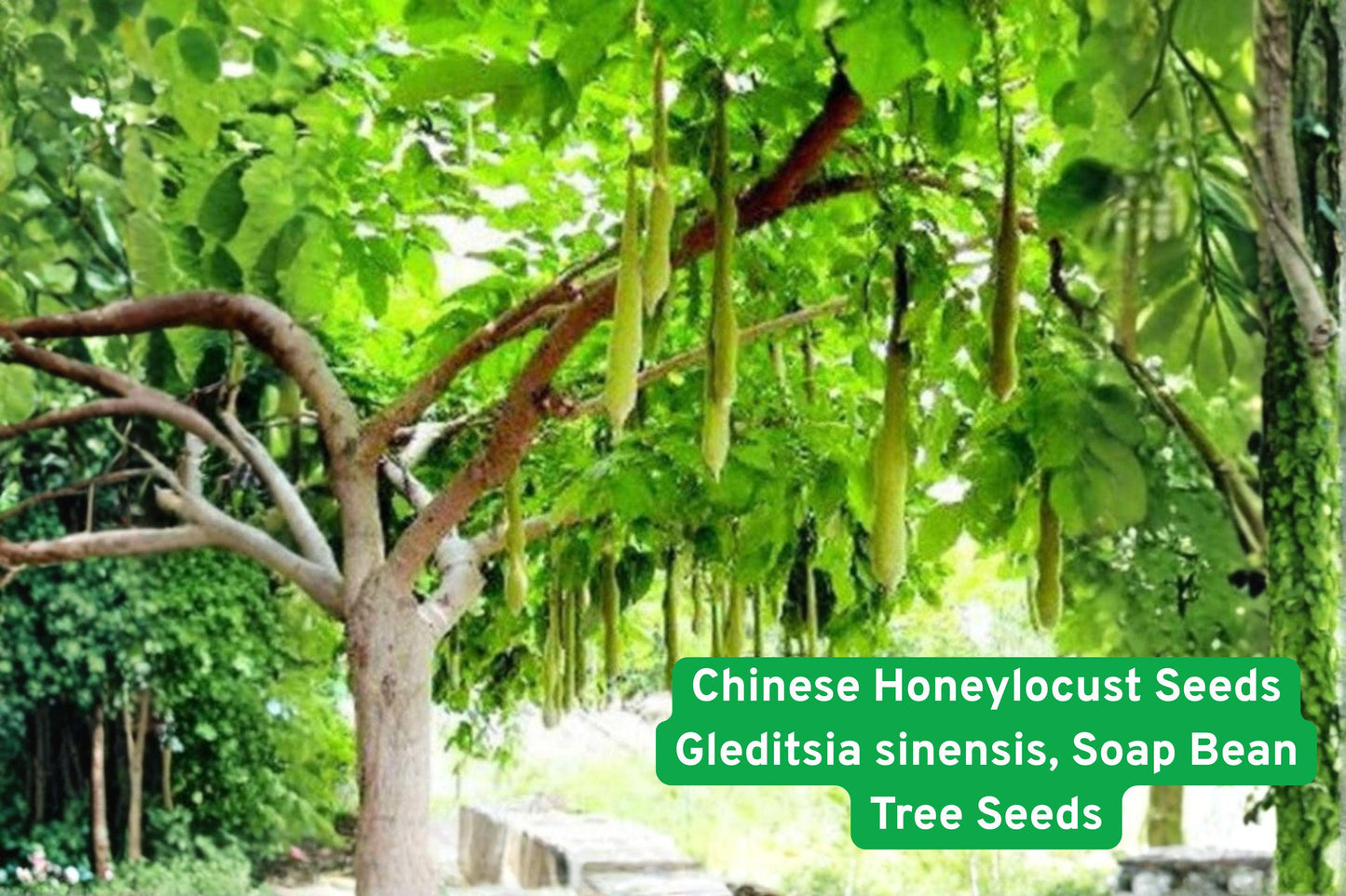 Chinese Honeylocust seeds, ornamental shade tree, medicinal plant, rare tree collection, decorative seed pods, hardy landscape tree, deciduous garden tree, unique ornamental shrub, traditional medicinal plant, green foliage seeds, specialty garden tree, resilient outdoor tree, cultural plant collection