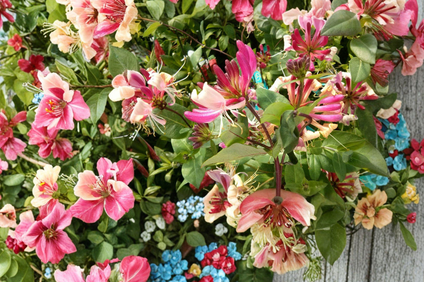 Pink Honeysuckle Bare Root Plant – Lonicera spp. Climbing Vine for Gardens and Fences