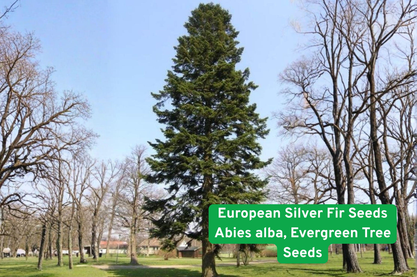European Silver Fir seeds, conifer seeds, evergreen tree seeds, Abies alba seeds, cold hardy conifers, Christmas tree seeds, privacy screen seeds, windbreak tree seeds, ornamental conifer seeds, silver-green needle seeds, landscape tree seeds, outdoor planting seeds, majestic evergreen seeds
