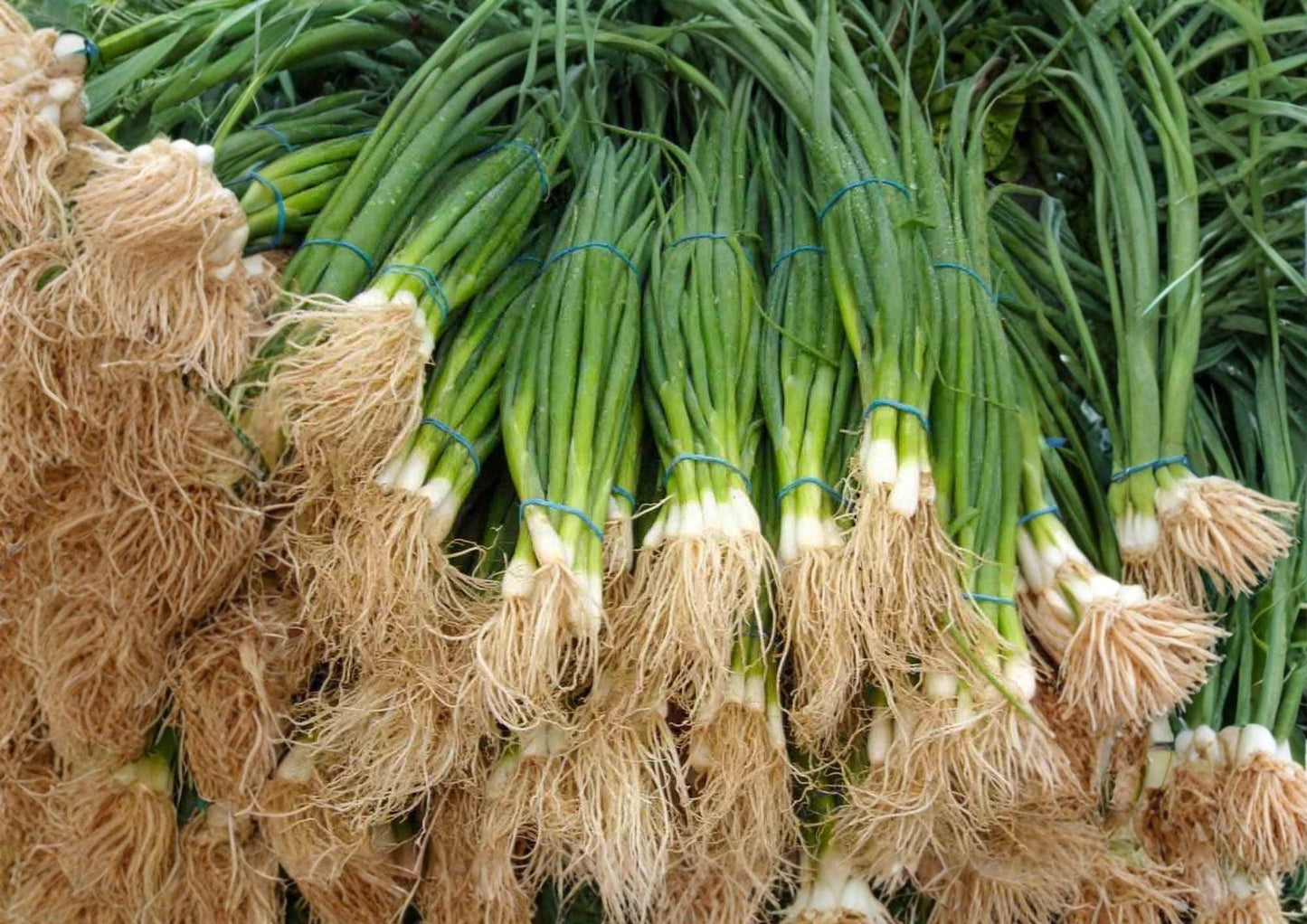 Tokyo Long White Bunching Onion Seeds – Heirloom Green Onion, Scallion, Mild Flavor, Garden Planting, 250+ Seeds