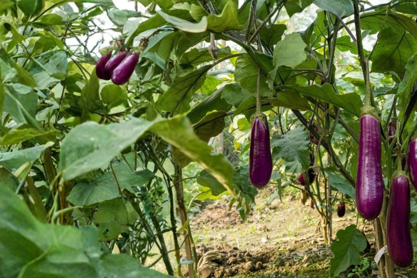 Long Purple Eggplant Seeds – Solanum melongena, Herbaceous Annual, Edible Vegetable, Purple Fruit, Garden & Container Plant