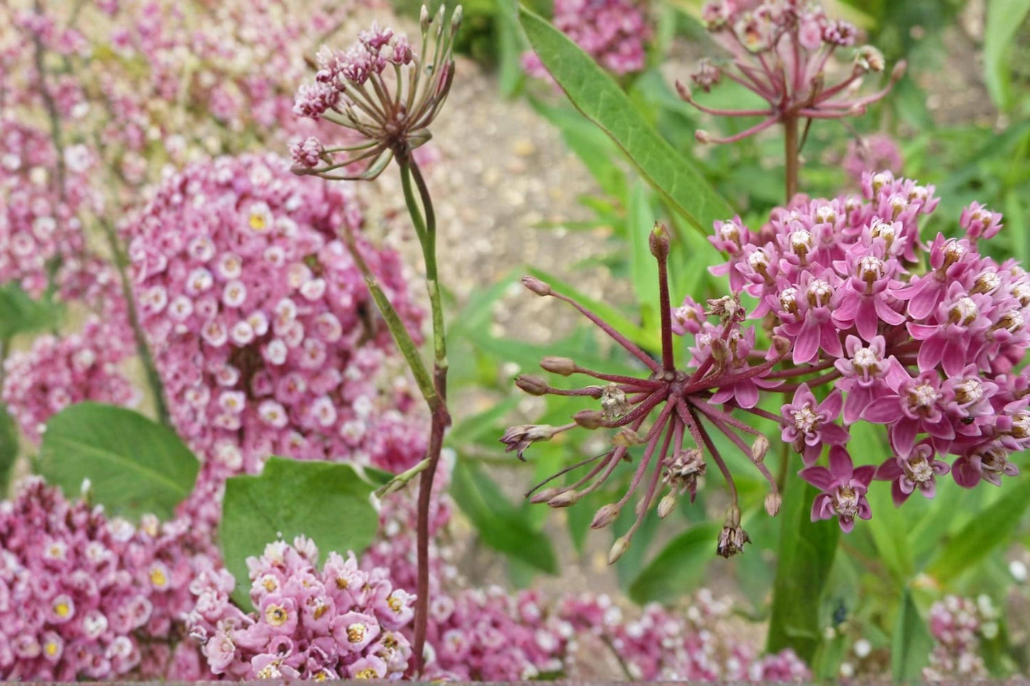 Rose Milkweed Seeds – Asclepias incarnata Herbaceous Perennial for Wetlands, Borders, Pollinator & Butterfly Gardens